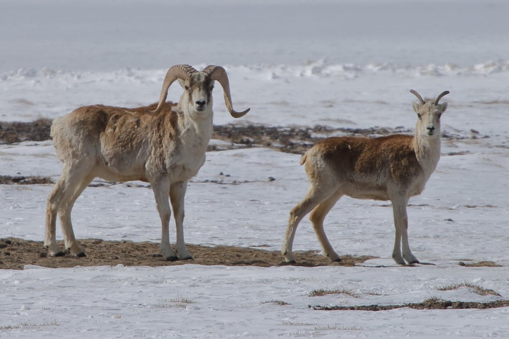 A Marco Polo sheep with enormous spiralling horns standing on a rocky Pamir ridge