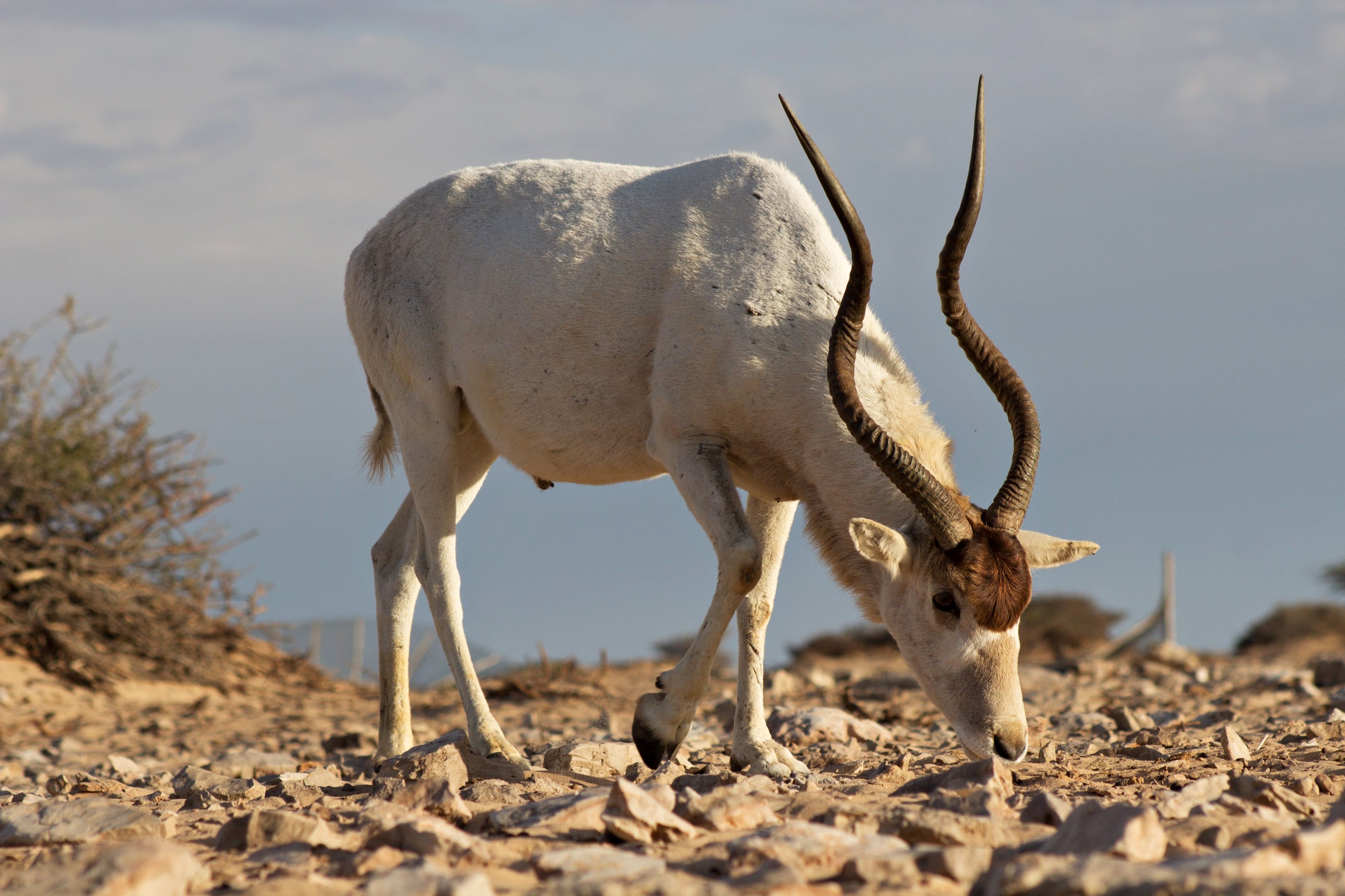 A pale white-coated addax antelope with long spiral horns standing on desert sand
