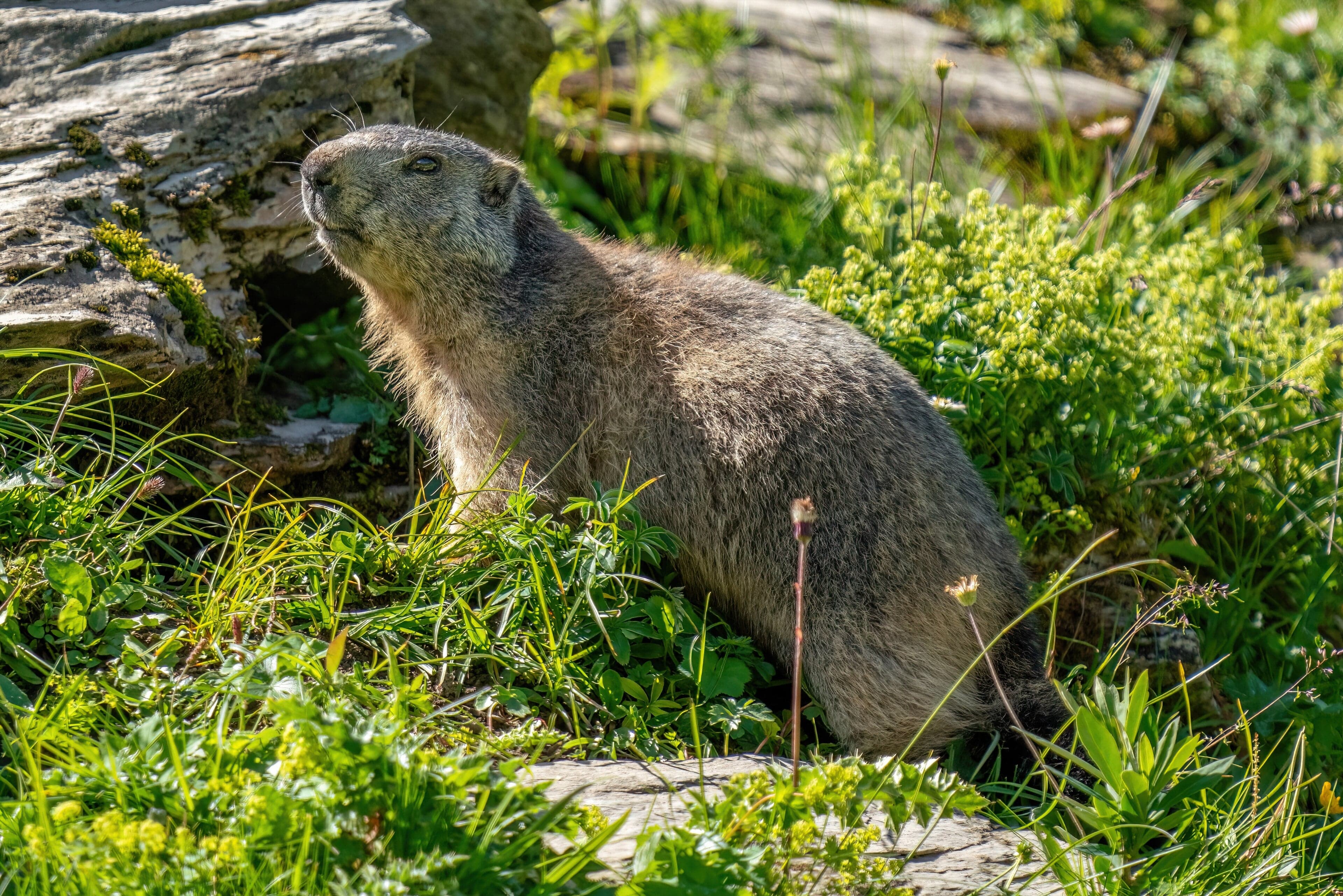 A plump alpine marmot sitting upright on a rocky meadow in the Pyrenees