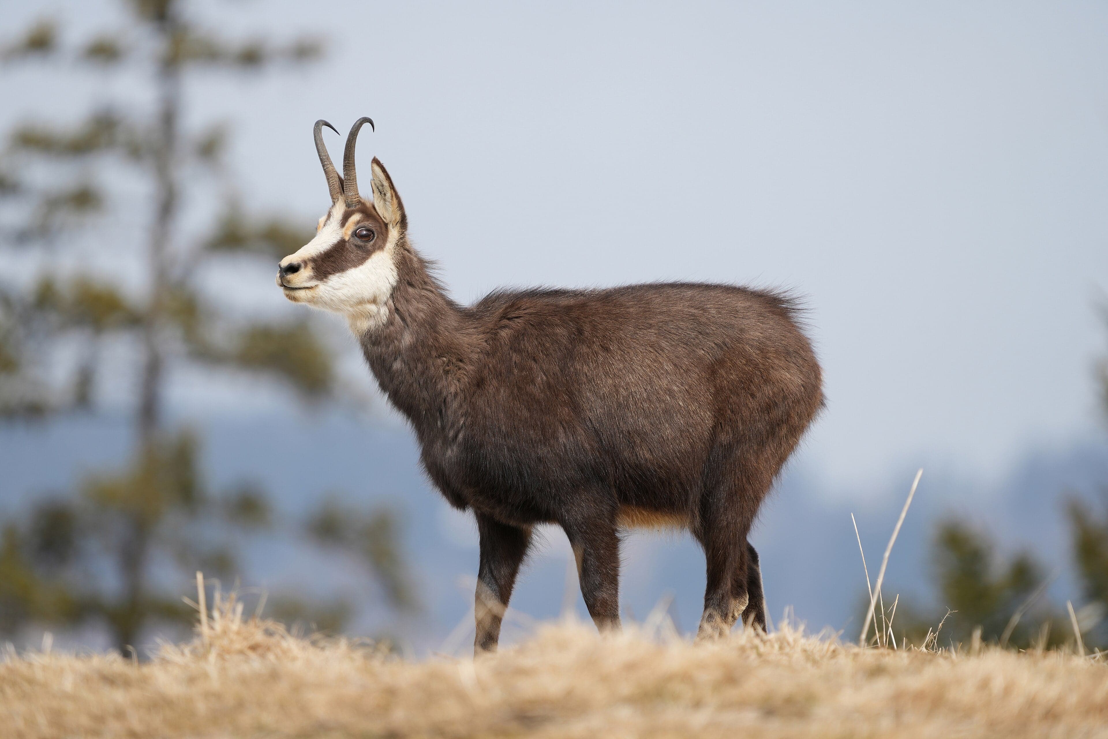 A chamois standing on a rocky Pyrenean ridge with mountains behind it