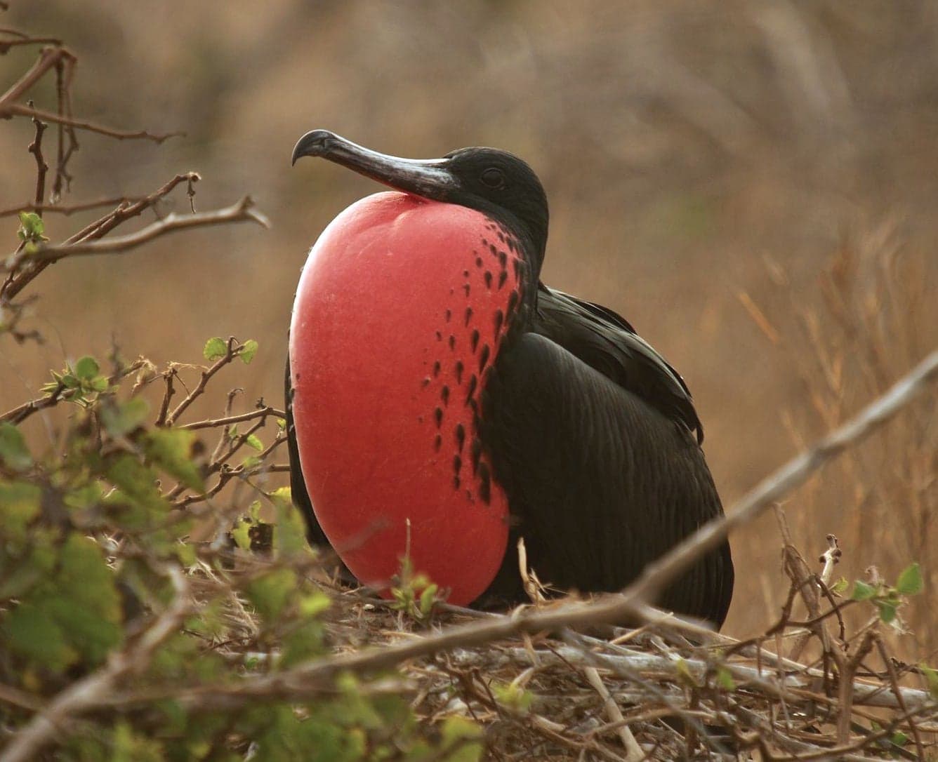A male magnificent frigatebird with its red throat pouch inflated