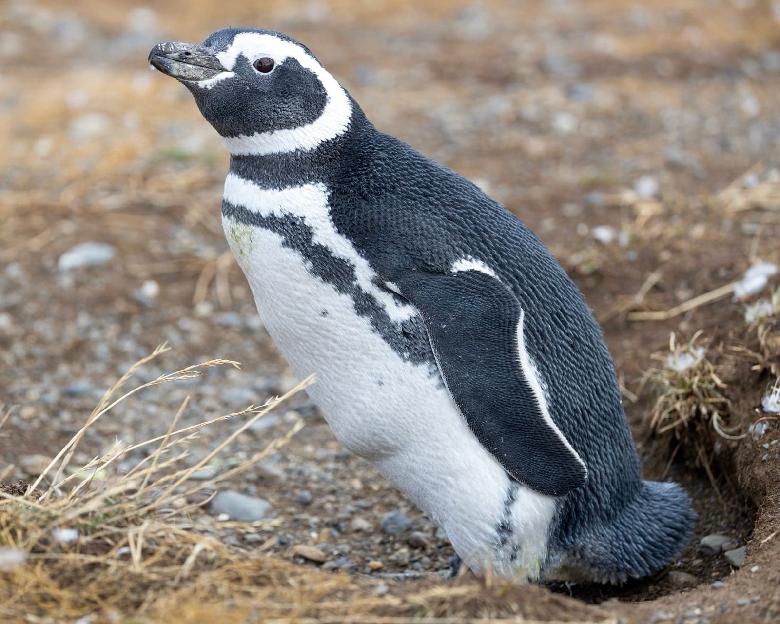 A Magellanic penguin standing next to its burrow on a Patagonian coast