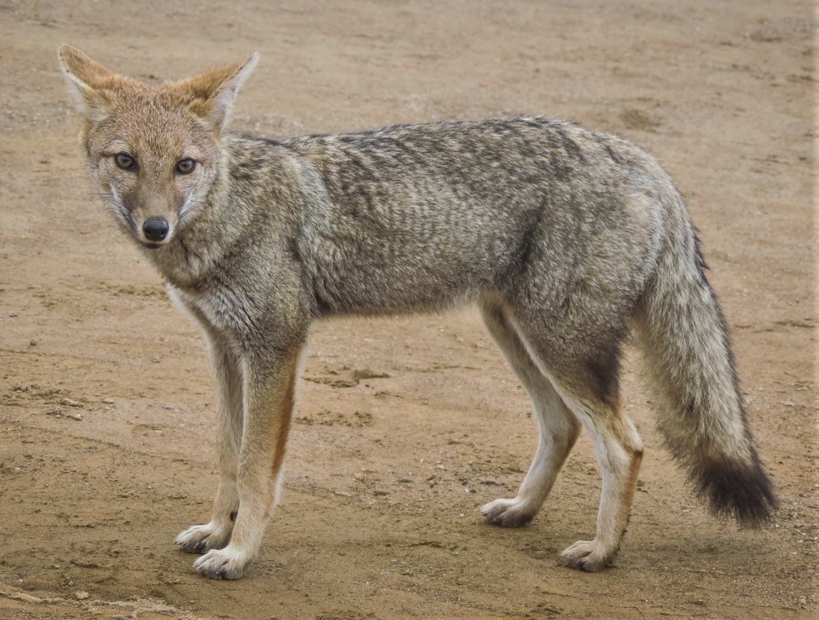 A grey-brown pampas fox looking towards the camera on open ground