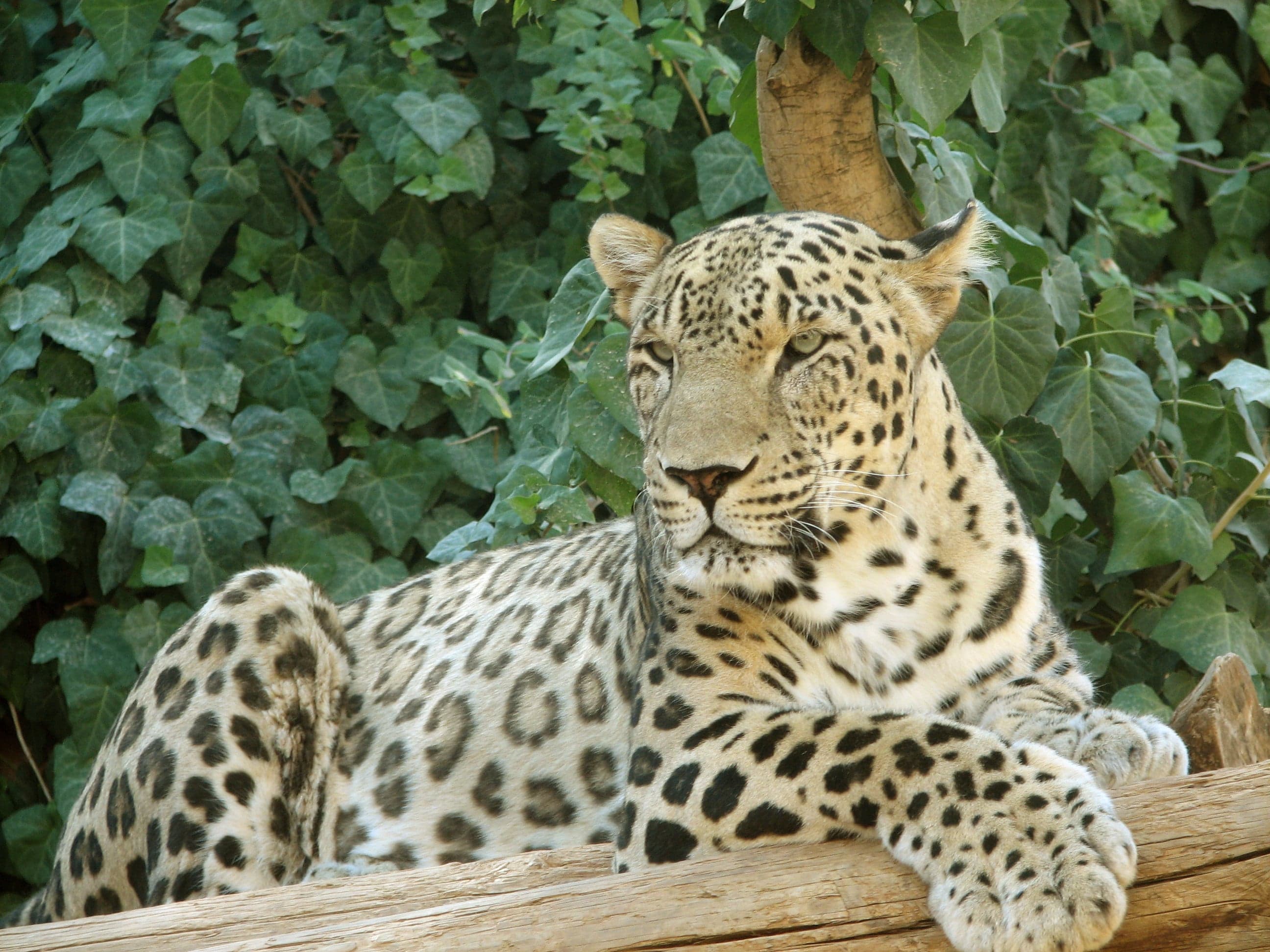 A Caucasian leopard with thick spotted fur on a rocky hillside
