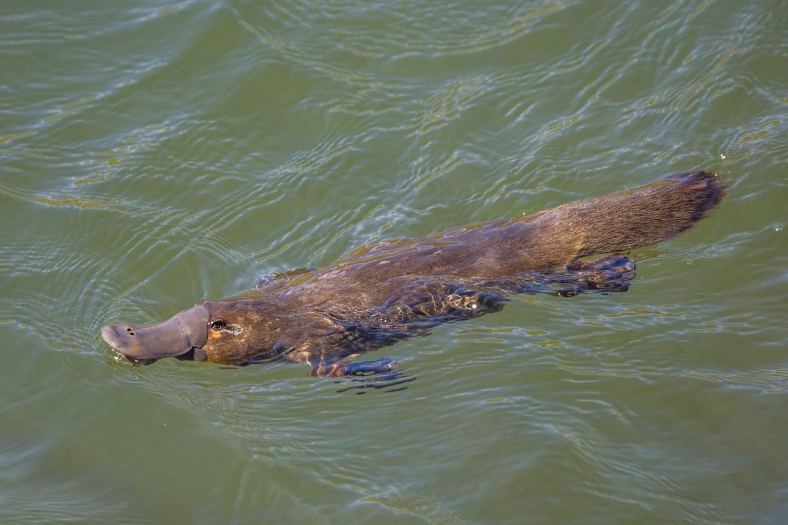 A platypus swimming at the surface of a river, showing its duck-like bill