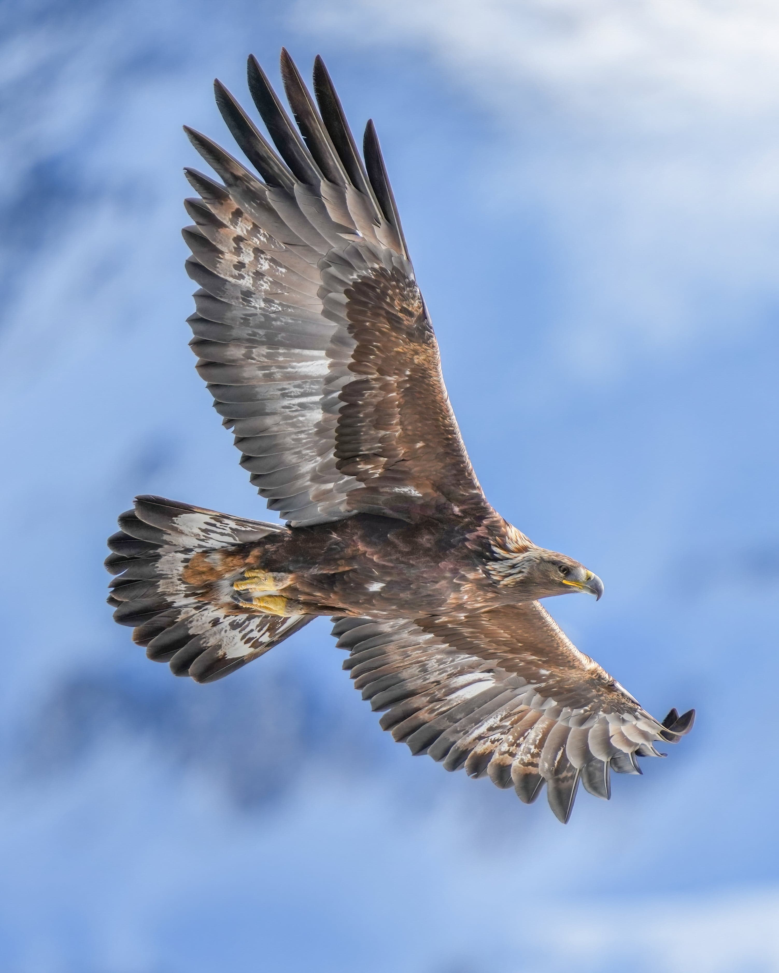 A golden eagle soaring with wings fully spread against a blue alpine sky