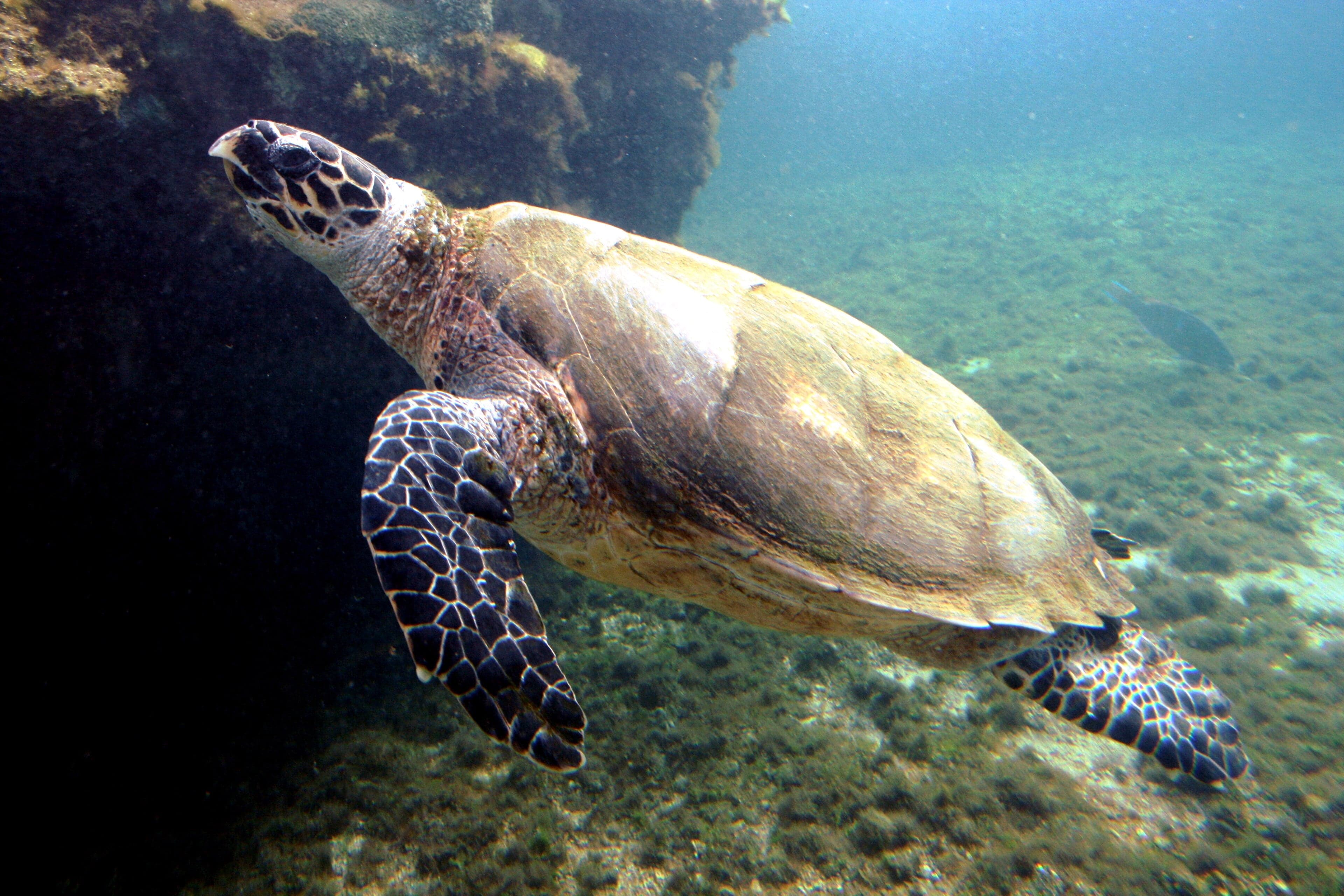A hawksbill turtle swimming gracefully through warm, clear turquoise water