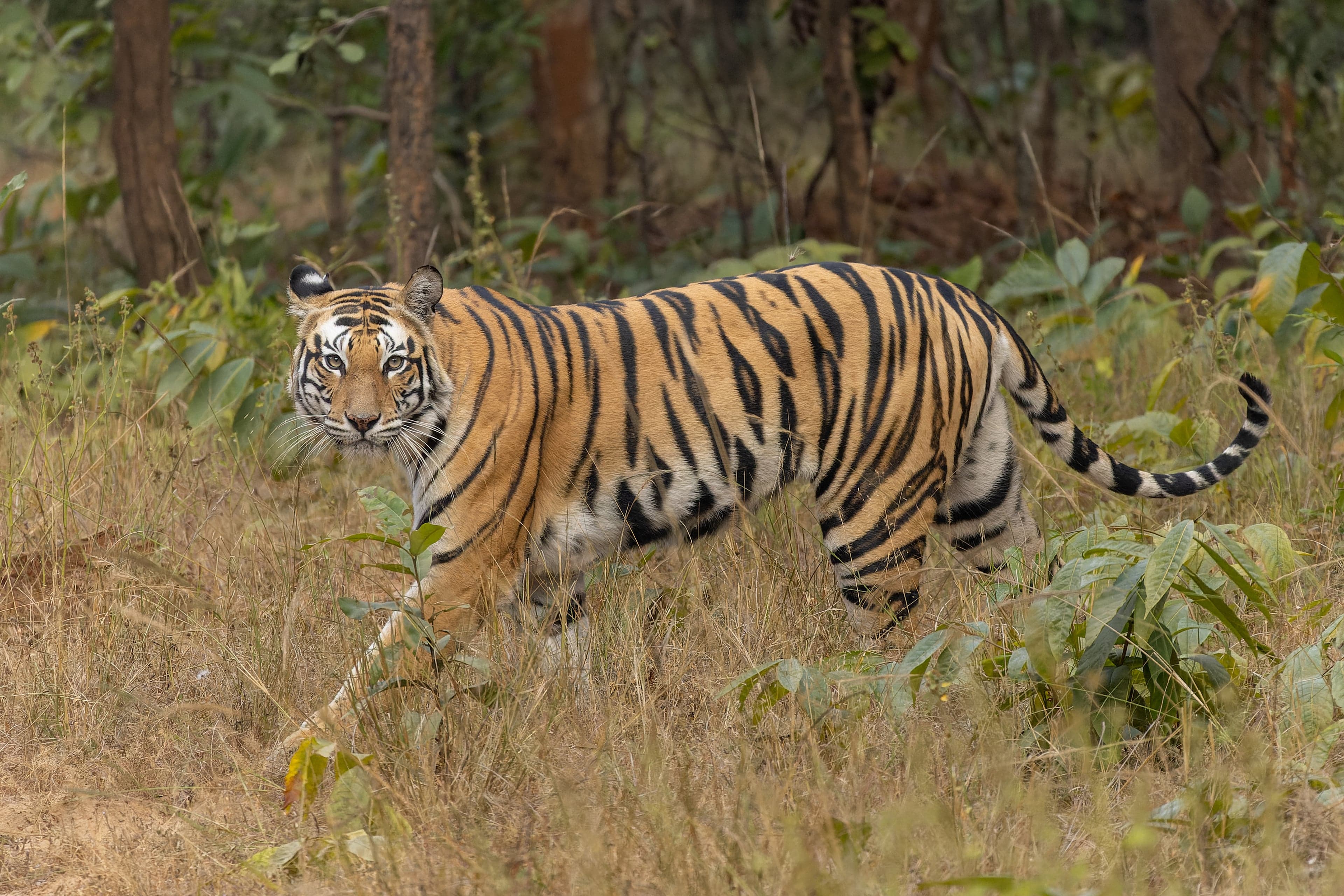 A Bengal tiger walking through long grass, looking towards the camera