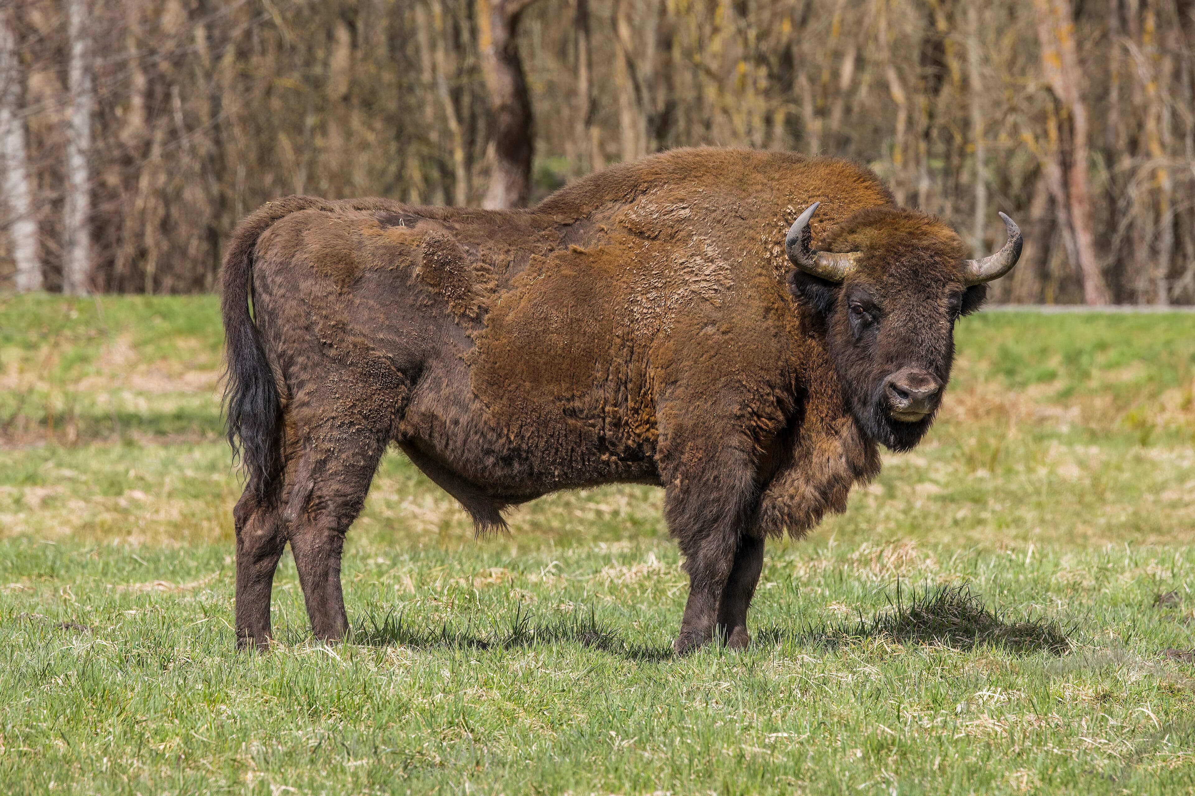 A large European bison with shaggy brown fur standing in a forest clearing