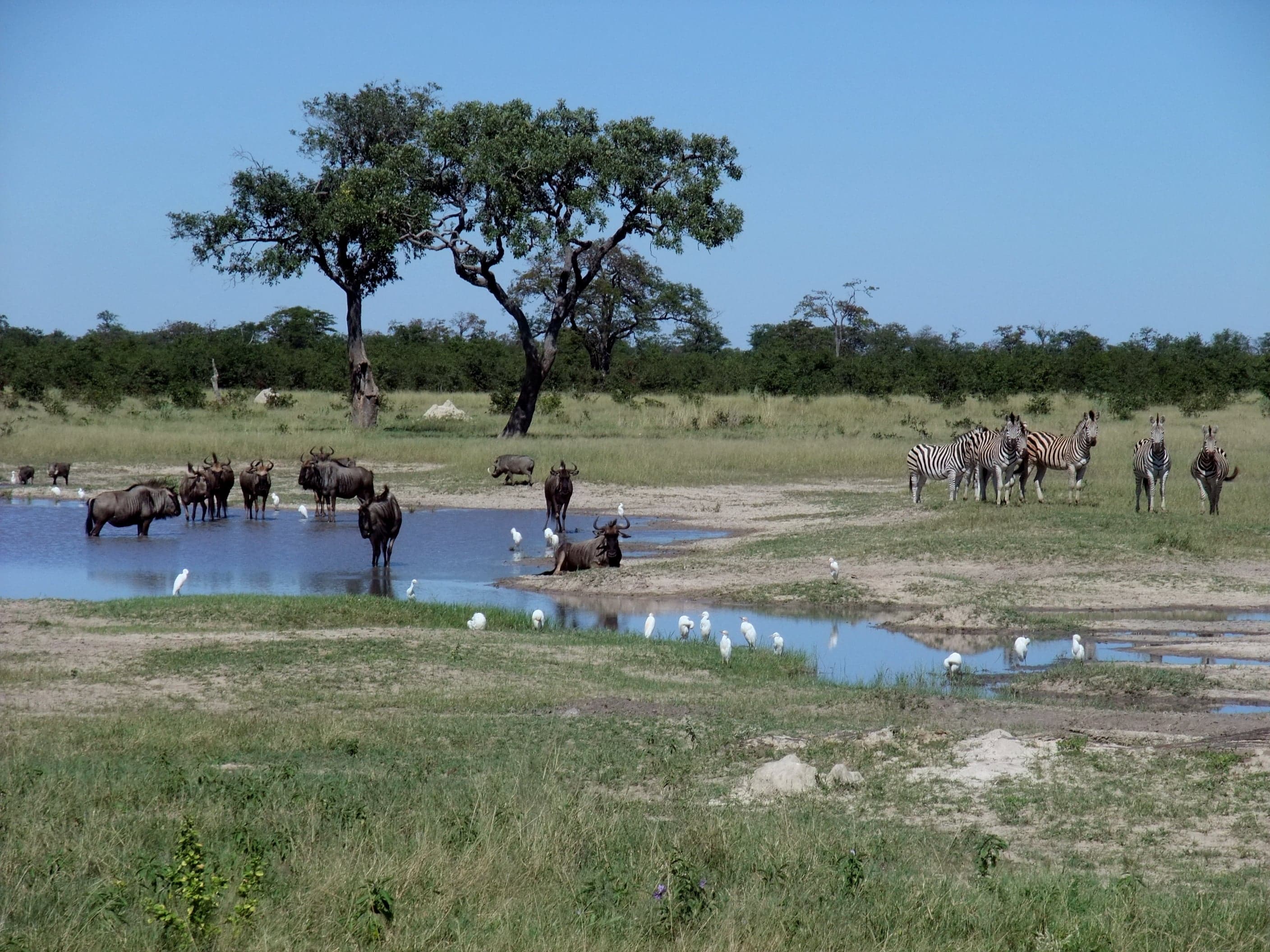 A large herd of African elephants drinking and wading in the Chobe River at sunset