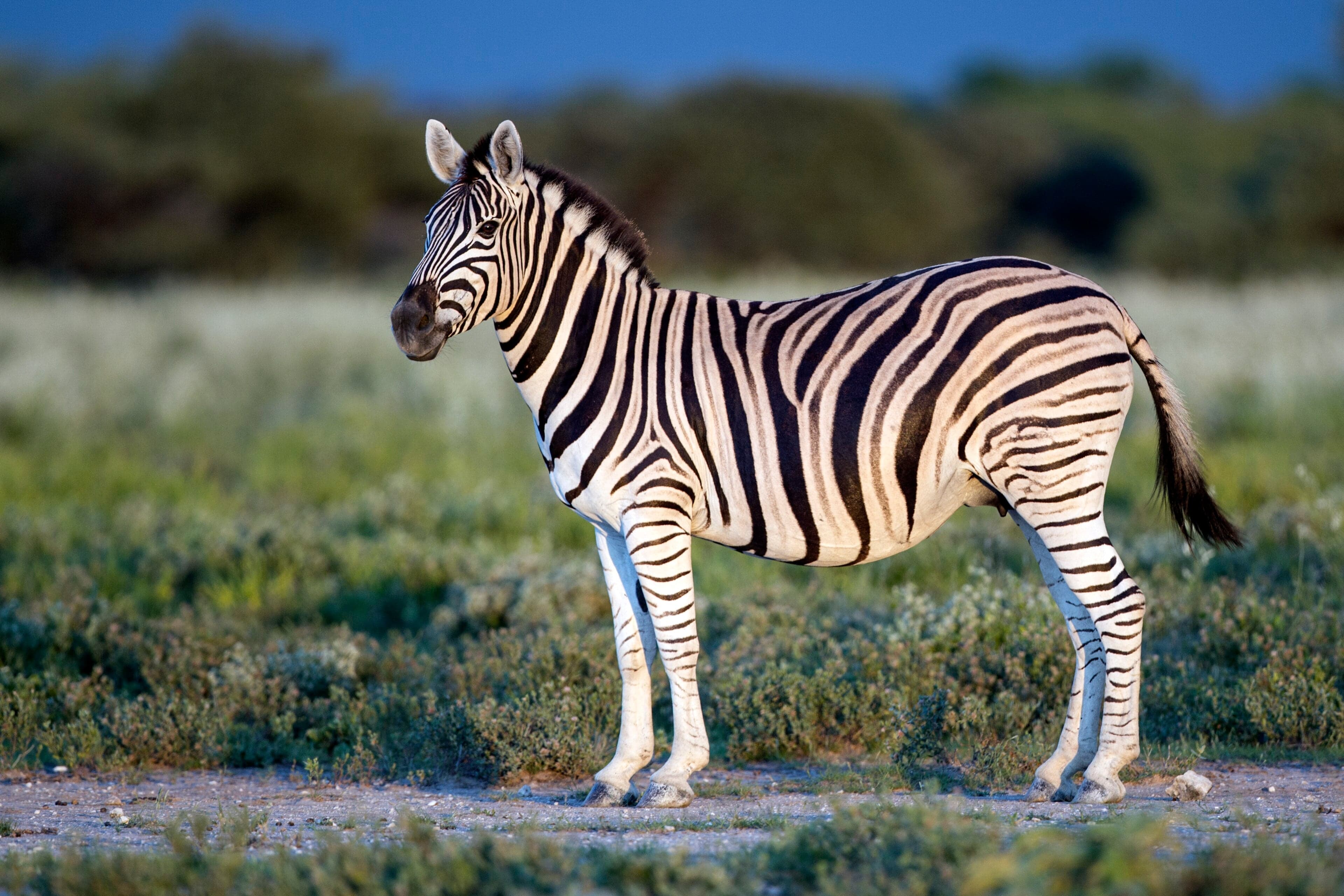 A herd of plains zebras grazing on golden grass with their bold black and white stripes