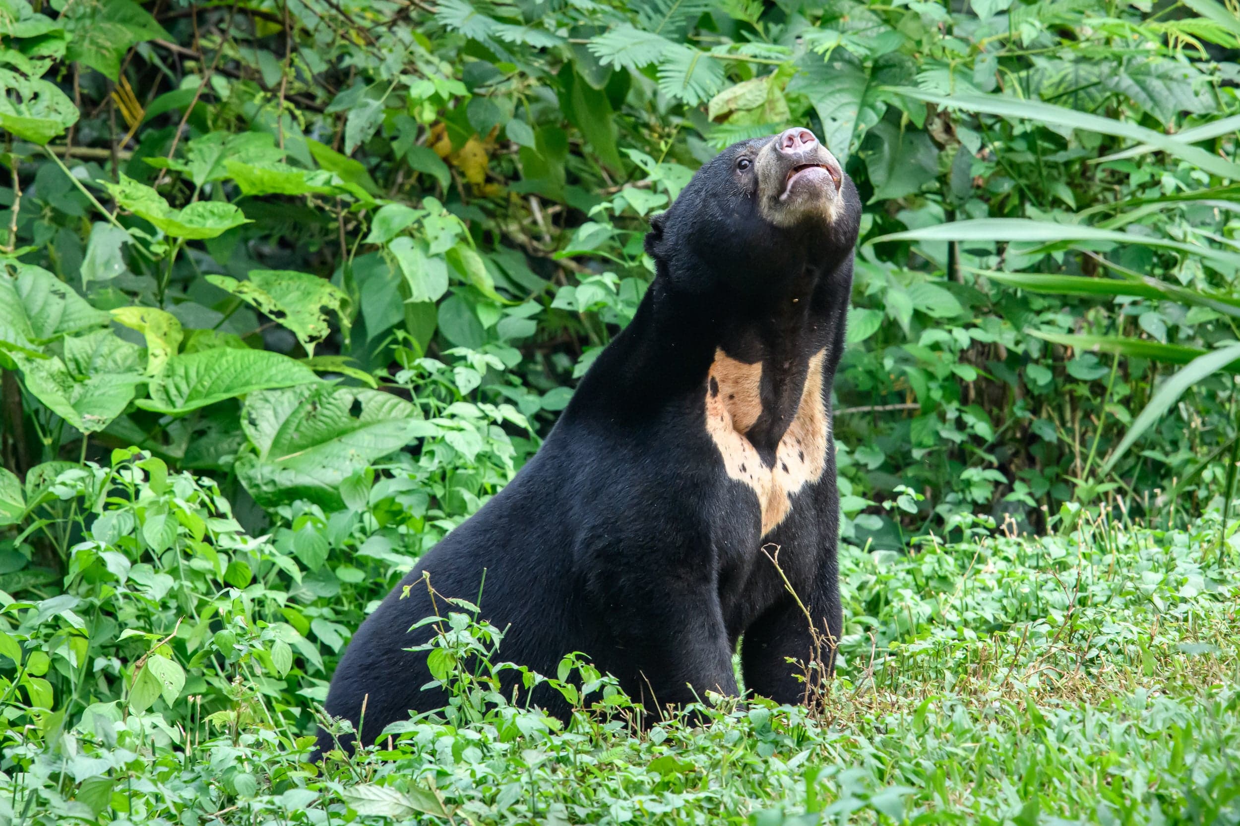A small sun bear with a golden crescent on its chest climbing a tree in Borneo