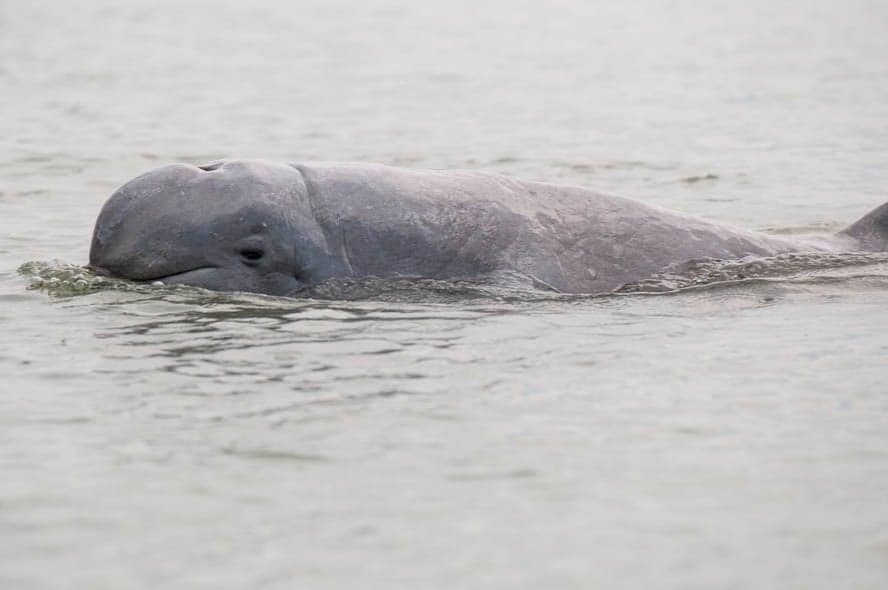 An Irrawaddy dolphin surfacing from a river with a rounded head
