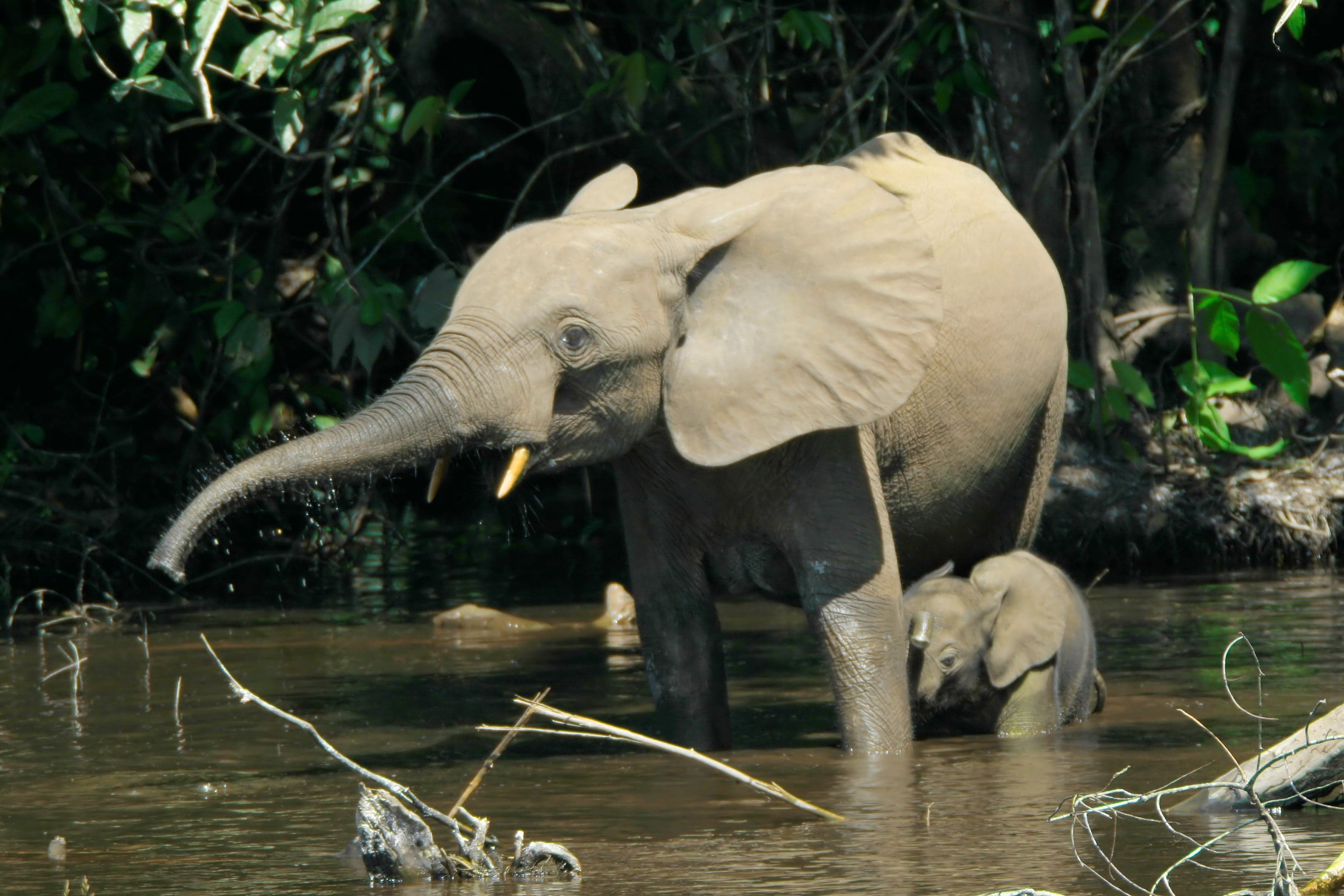 An African forest elephant moving through dense rainforest undergrowth