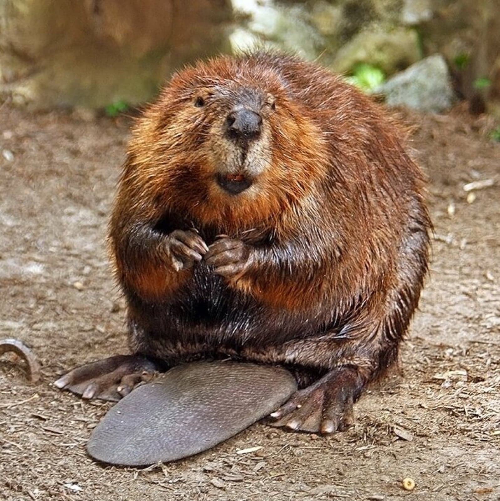 A North American beaver sitting up, showing its broad flat tail