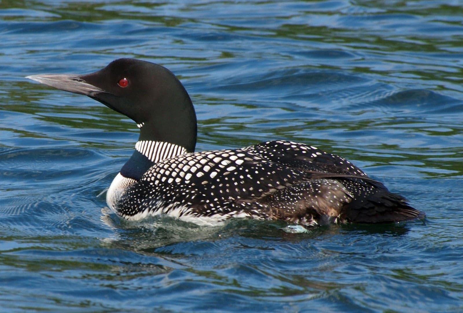 A common loon with a checkered black-and-white back swimming on a lake