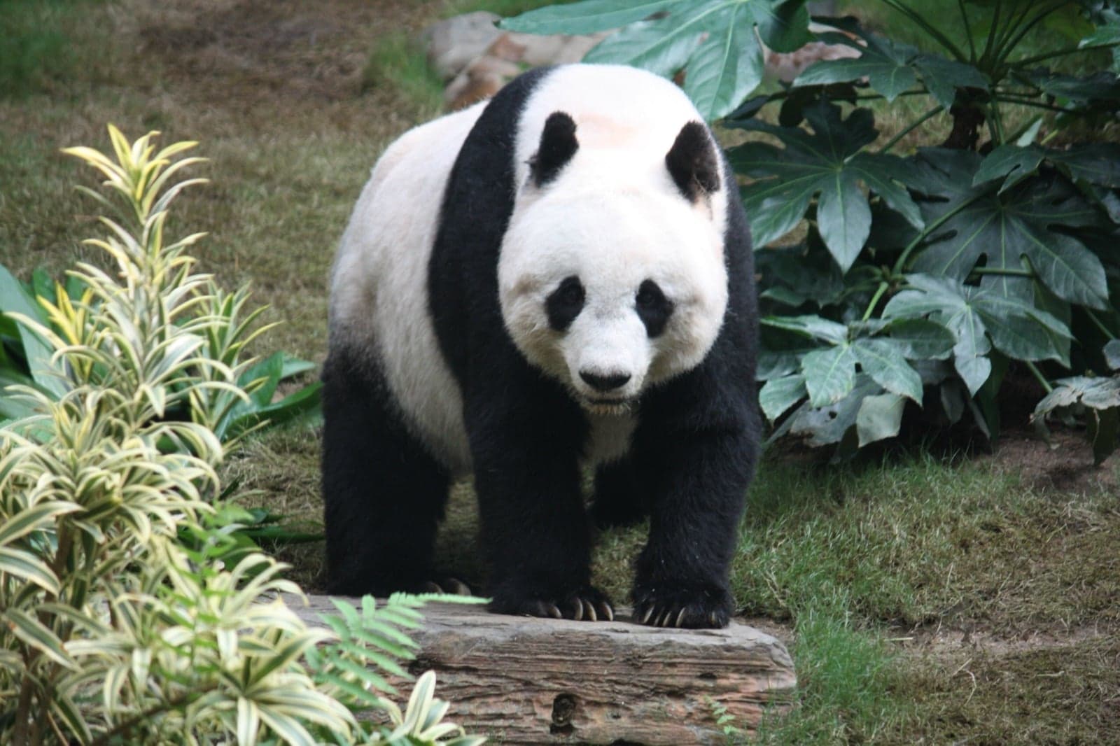 A giant panda standing on a log surrounded by leafy plants