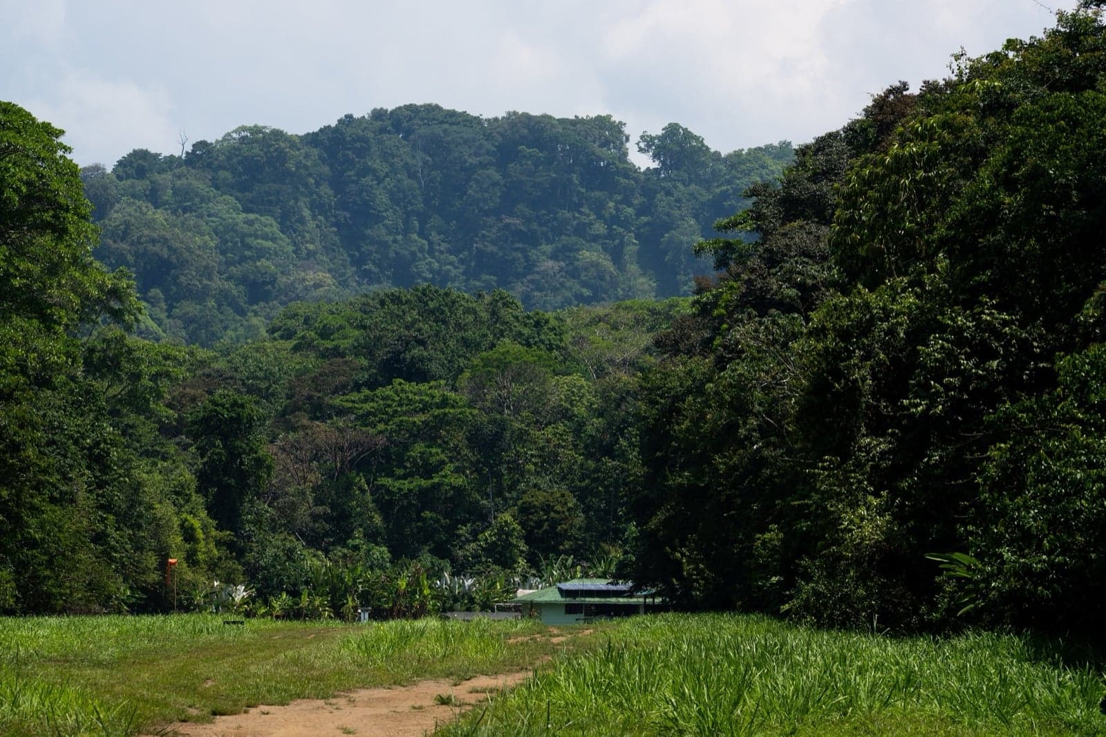 Lush green rainforest in Costa Rica with layers of trees and mist