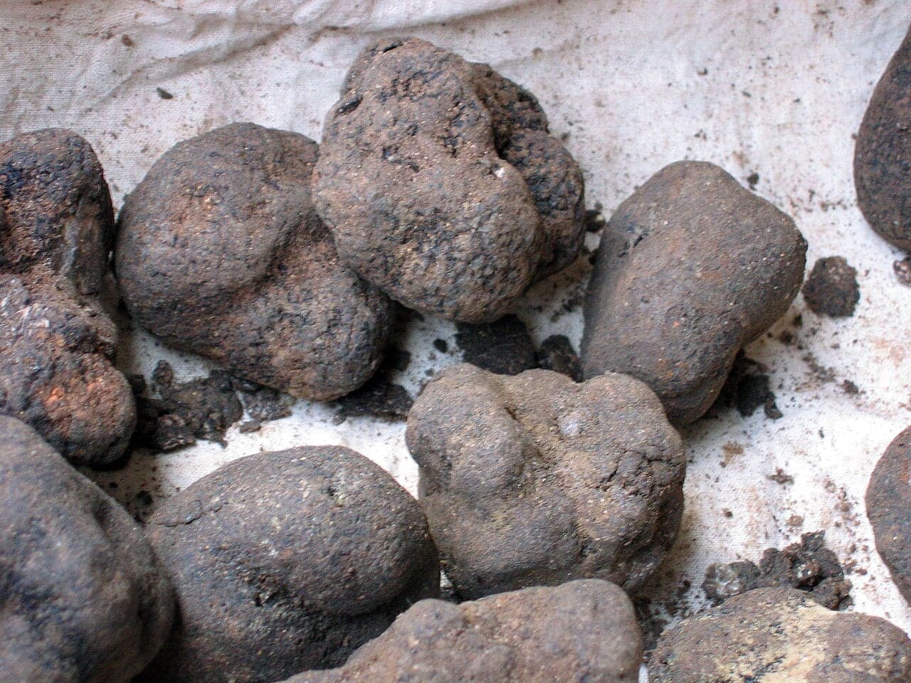 A large white truffle held in a person's hands above forest undergrowth in Istria