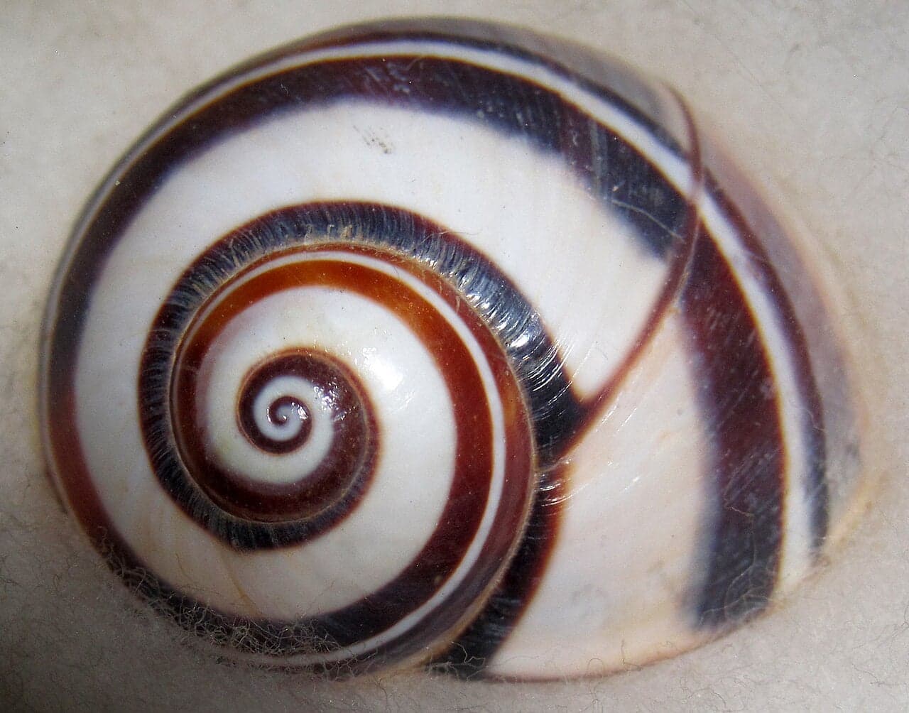 A painted snail with a brightly striped shell in red, yellow and white on a leaf in Cuba