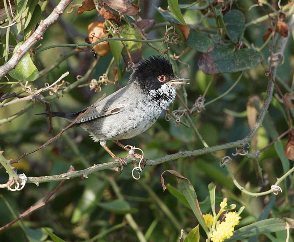 A small black and white Cyprus warbler perched on a sprig of wild rosemary