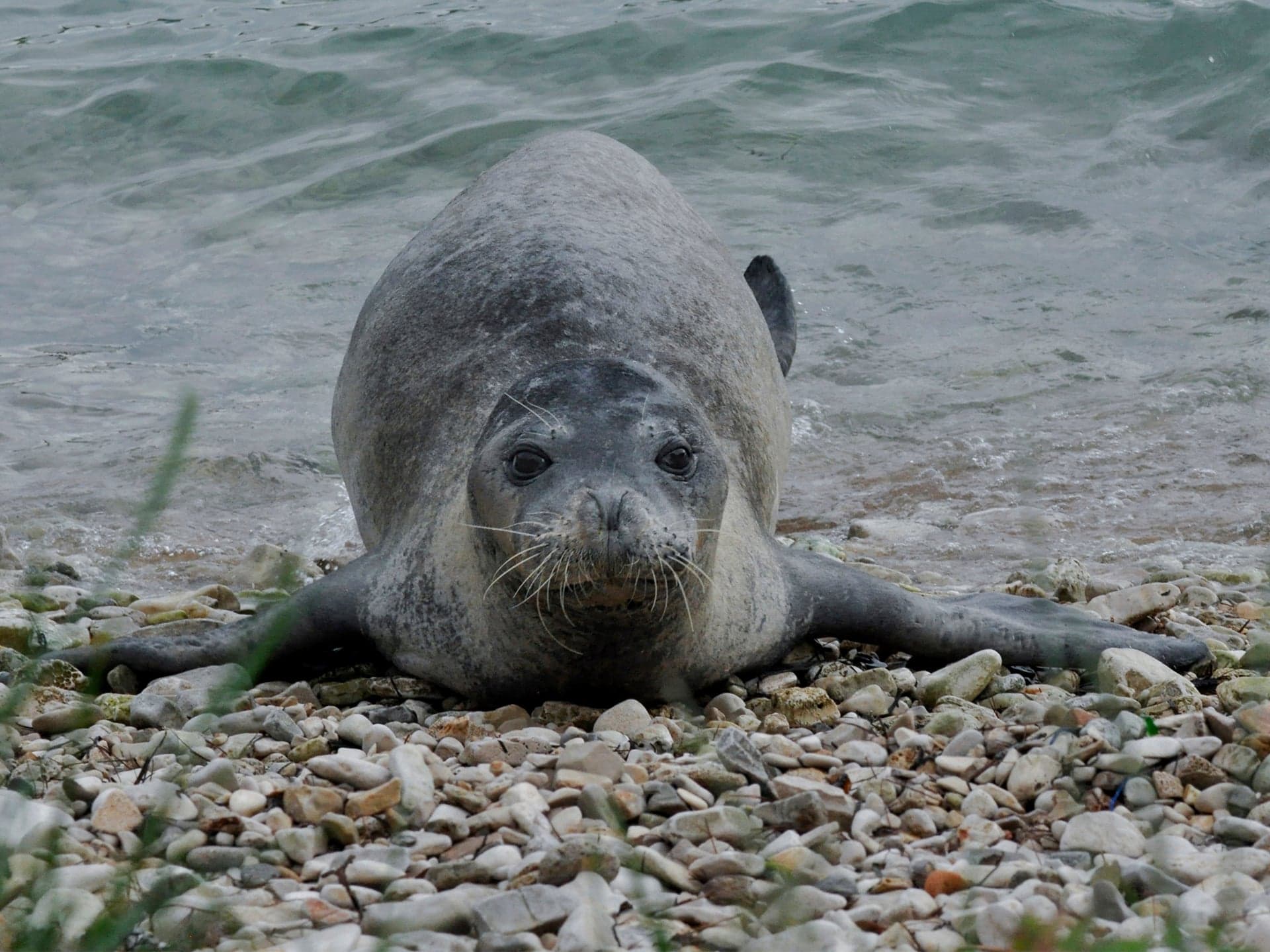 A Mediterranean monk seal resting on a rocky ledge near a sea cave