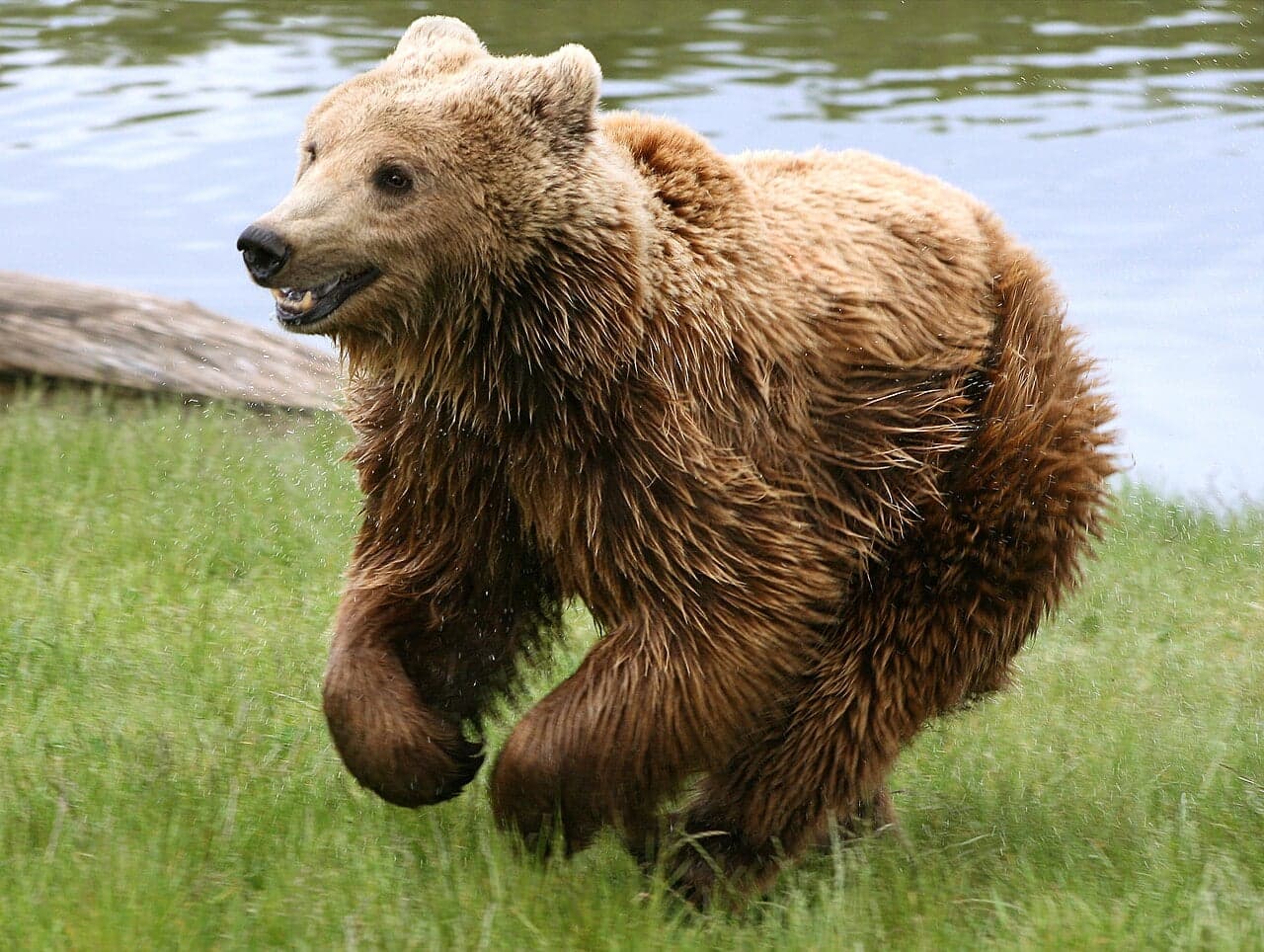 A brown bear standing among pine trees in a central European forest