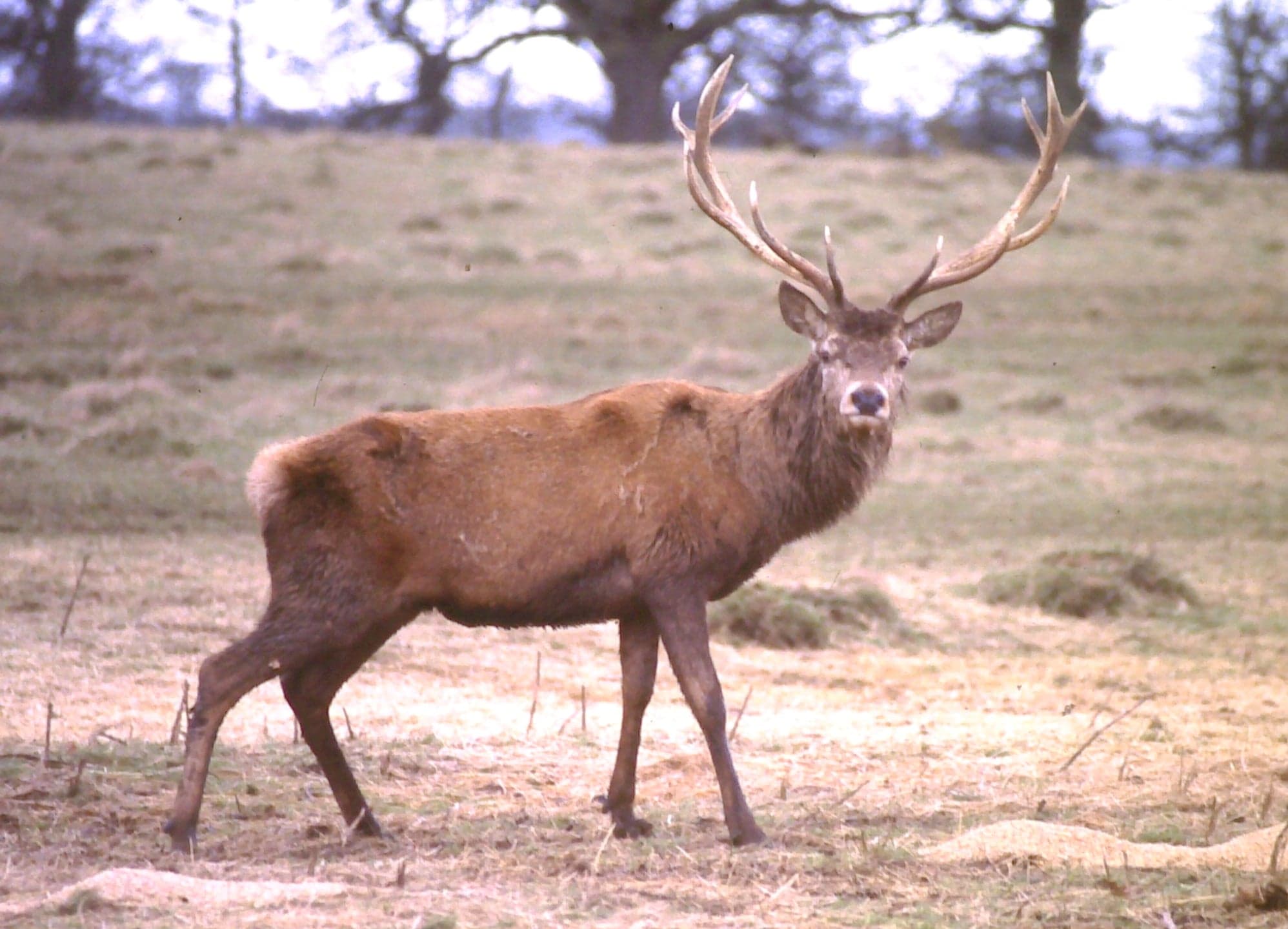 A red deer stag with branching antlers in a Danish forest