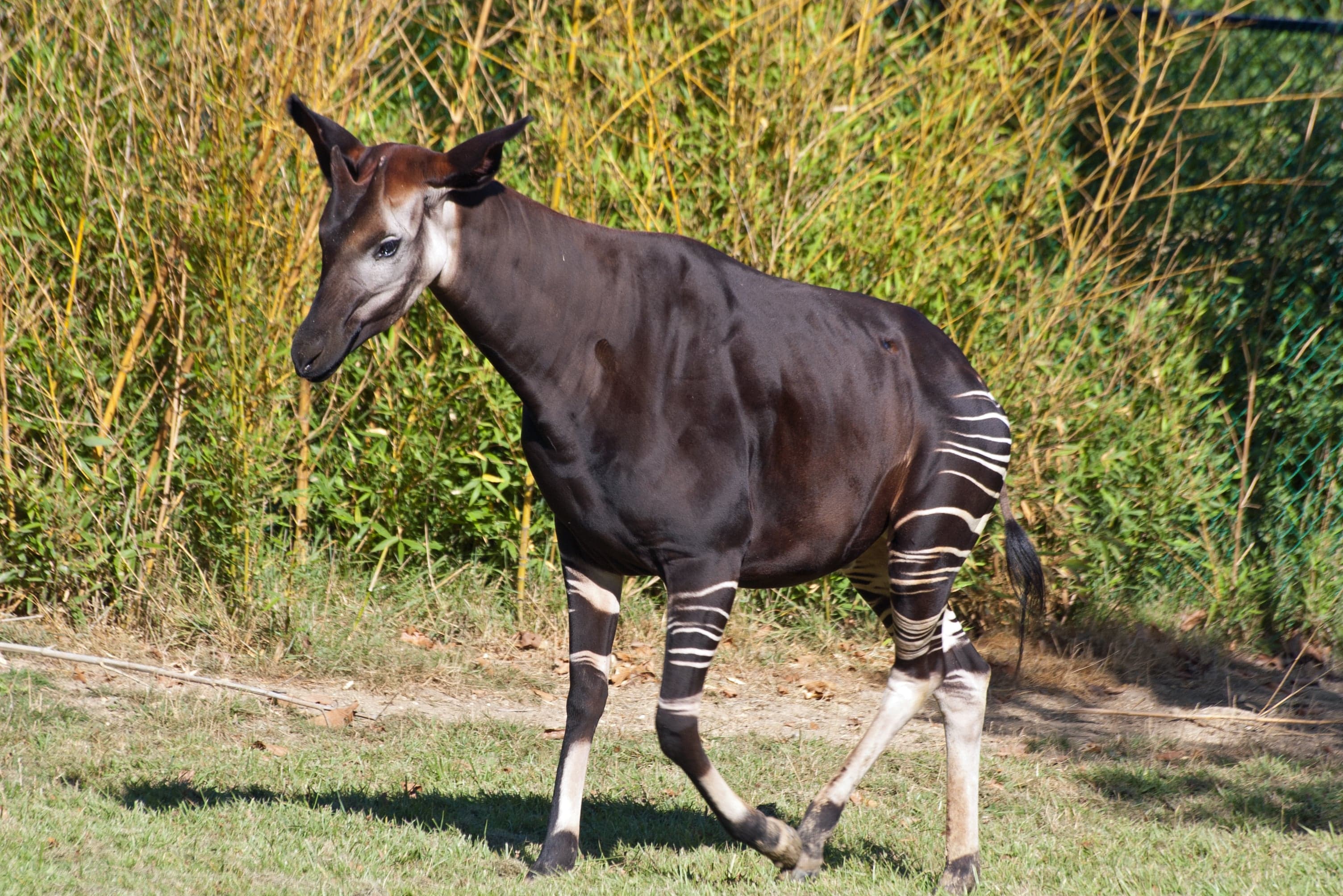 An okapi standing in dappled rainforest light, showing its striped hindquarters