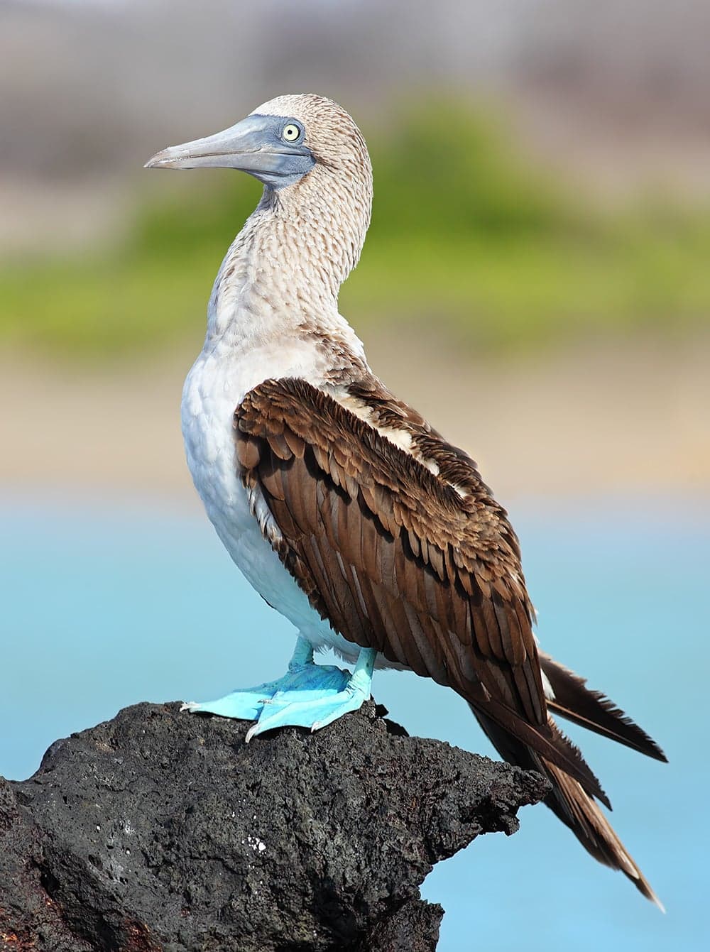 A blue-footed booby lifting its vivid turquoise feet in a courtship dance on a rocky Galápagos shore