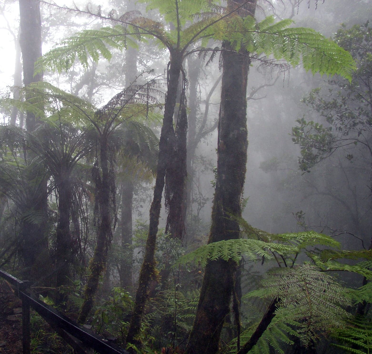 Soft white clouds drifting through a lush green cloud forest in the Ecuadorian Andes