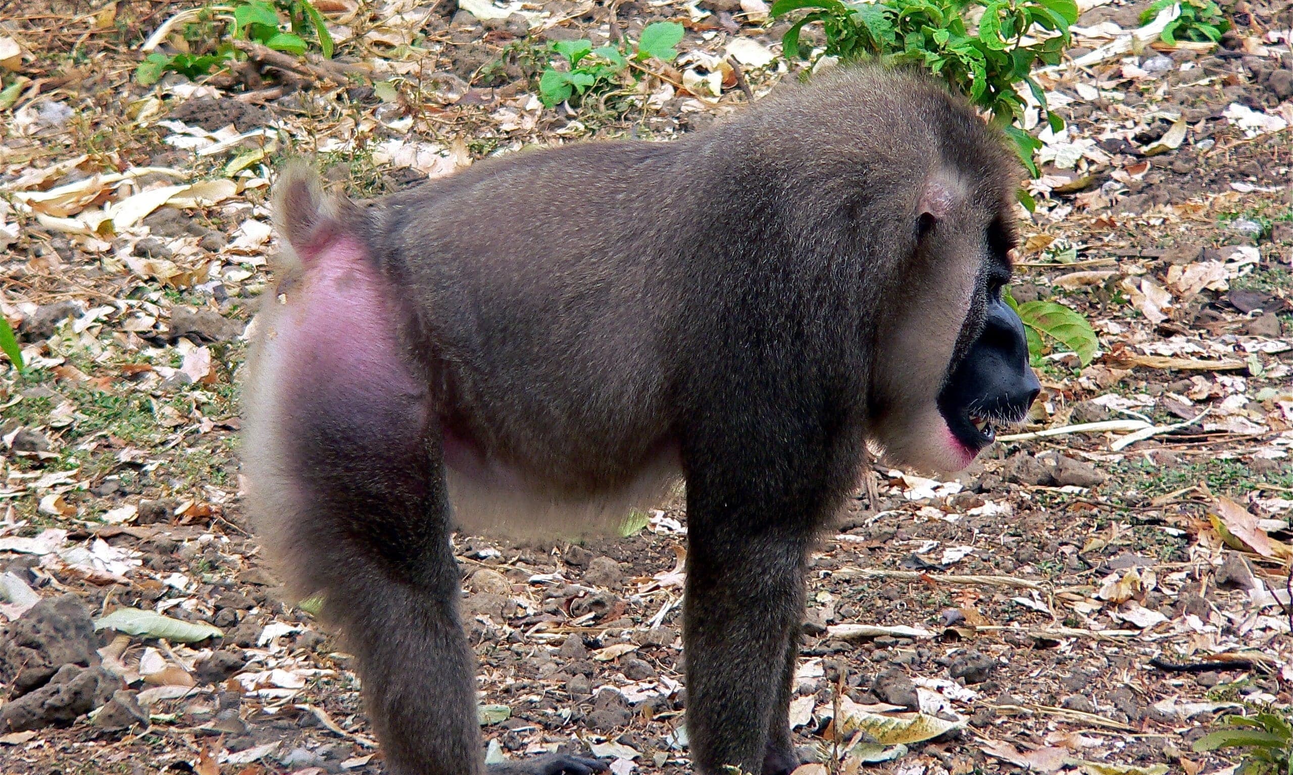 A drill monkey with its bright coloured face and dark fur in the forest