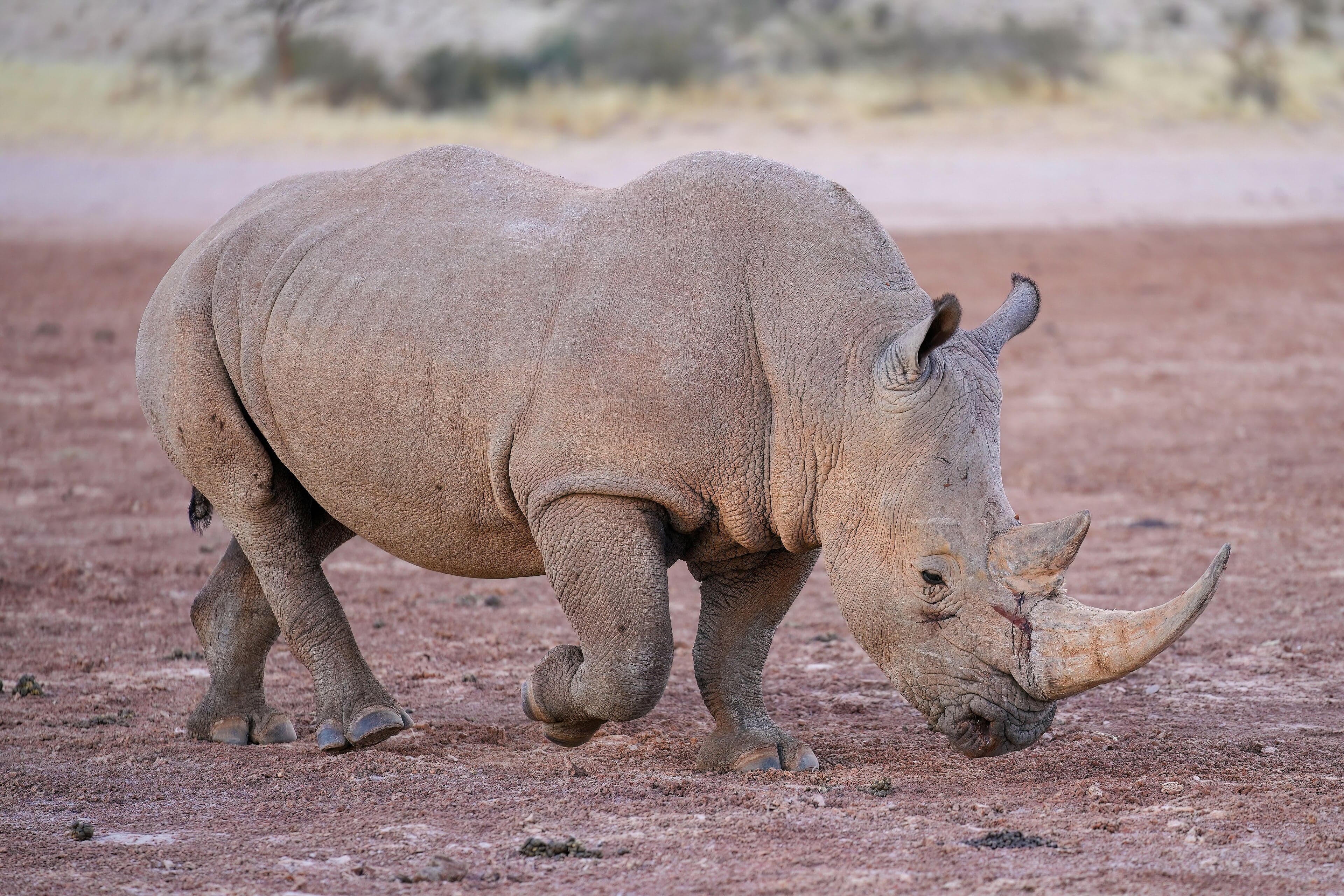 A white rhino walks through dry golden grassland