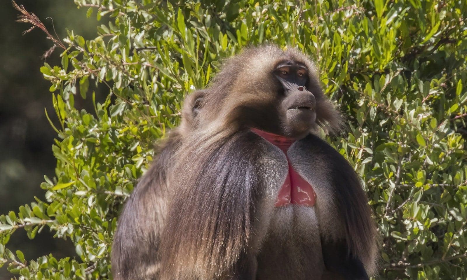 A male gelada with a thick brown mane and the distinctive red patch on its chest