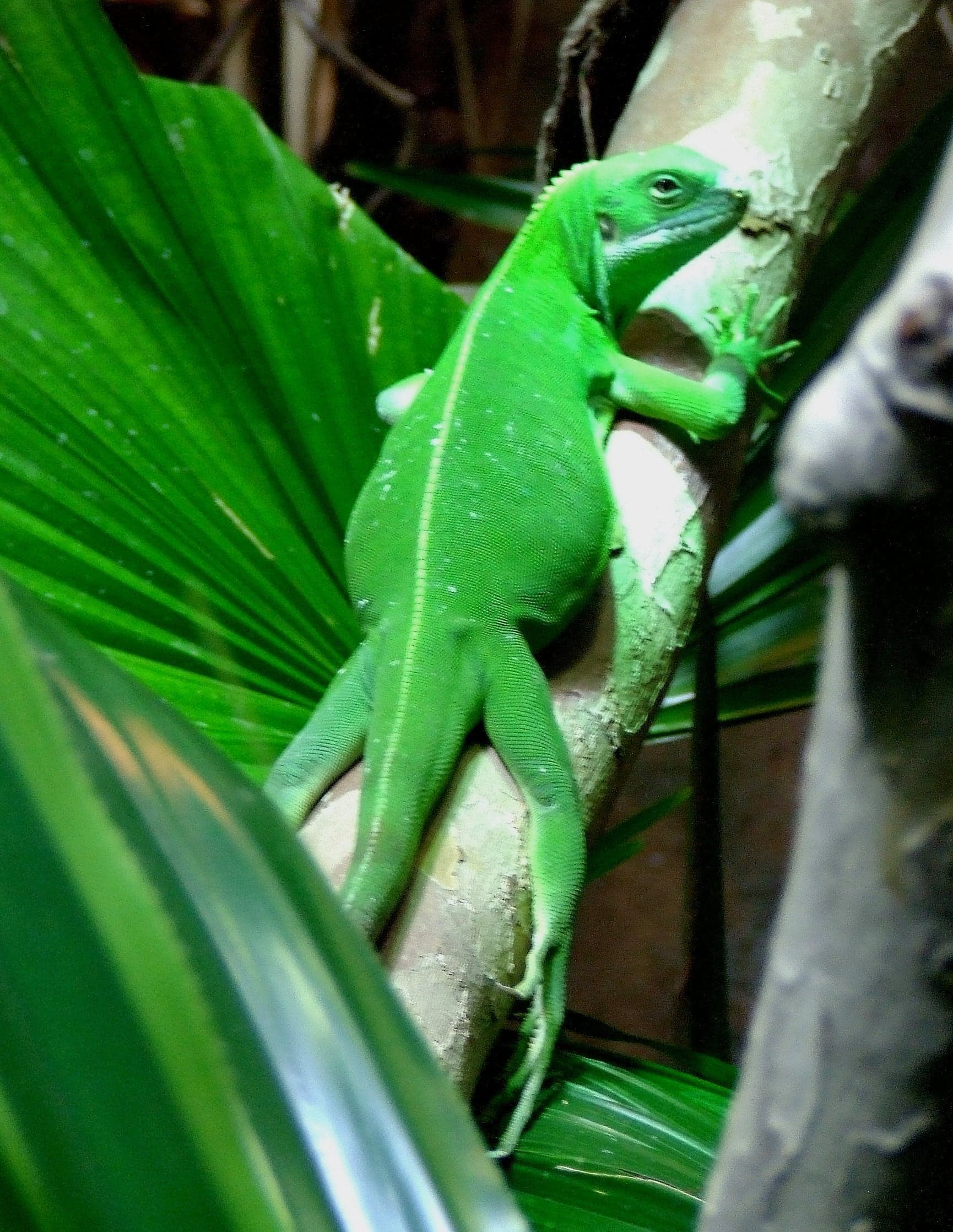 A bright green Fiji banded iguana clinging to a branch with a white stripe along its side