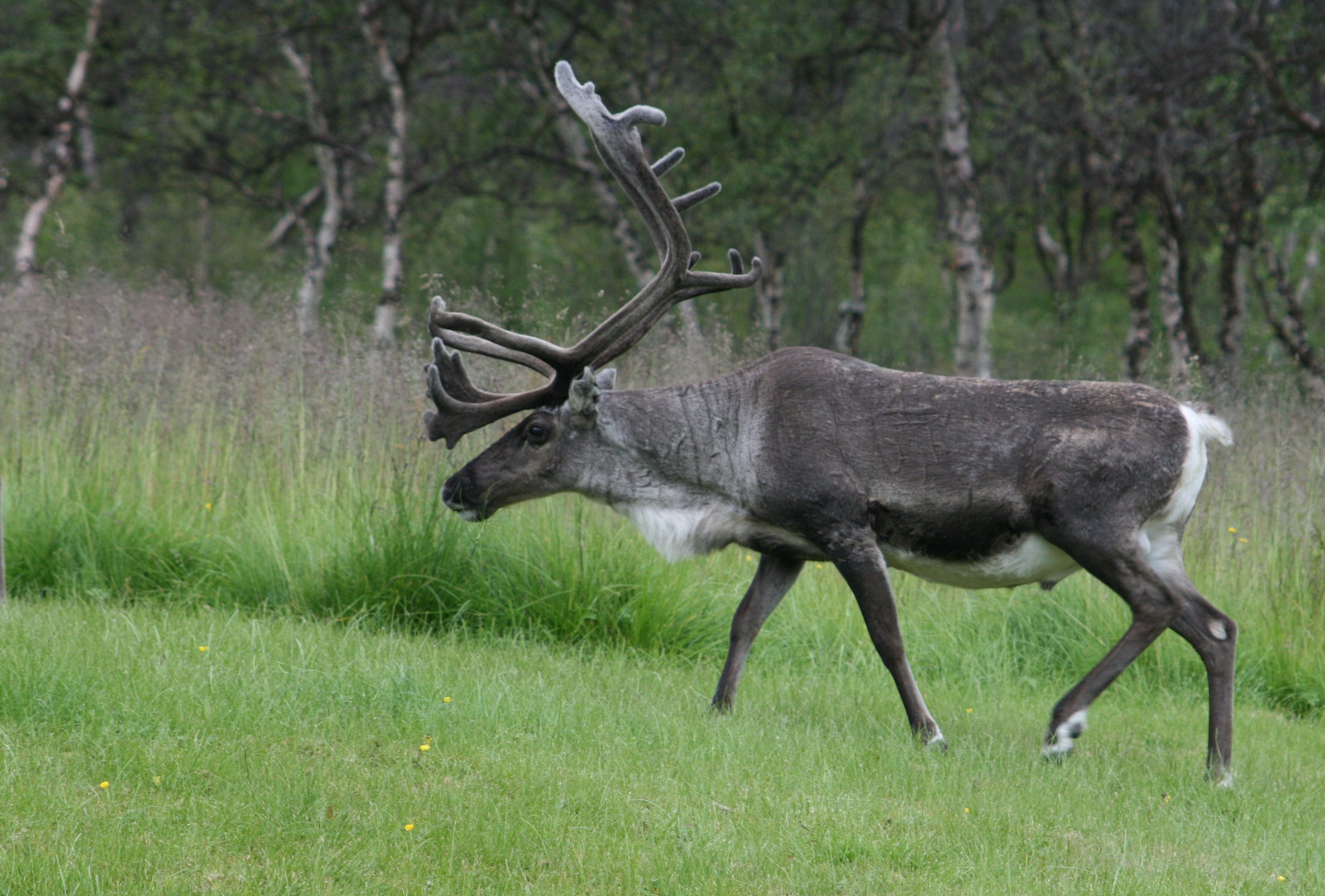 A reindeer with magnificent antlers walking through a grassy birch forest in northern Scandinavia