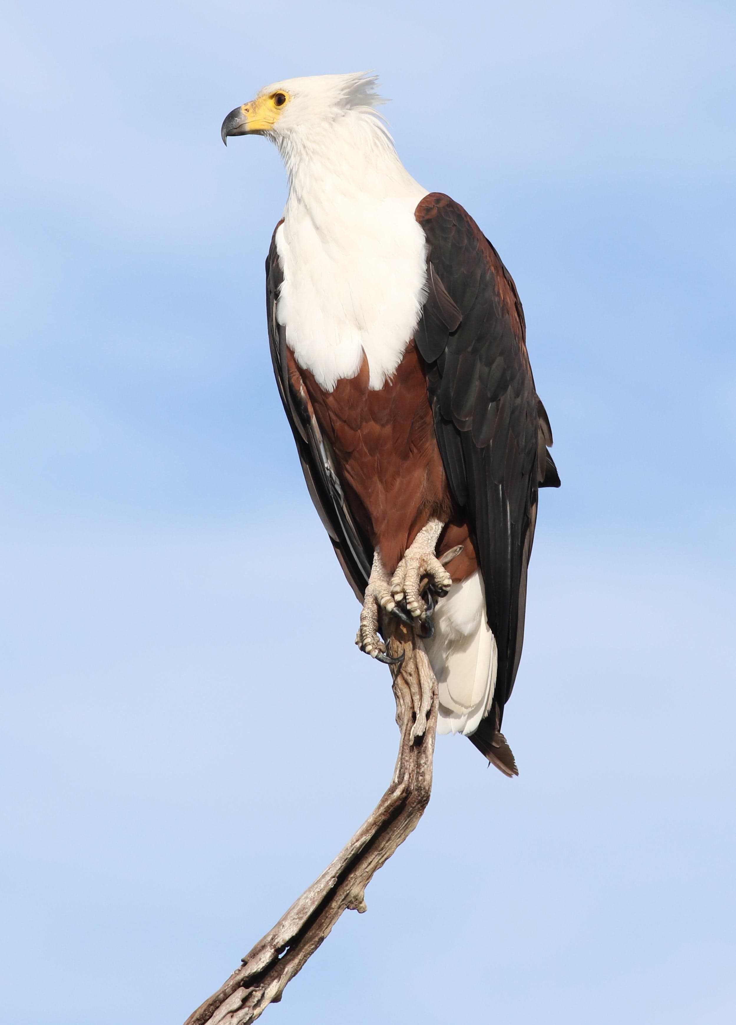 An African fish eagle with white head and brown body perched on a branch over a river
