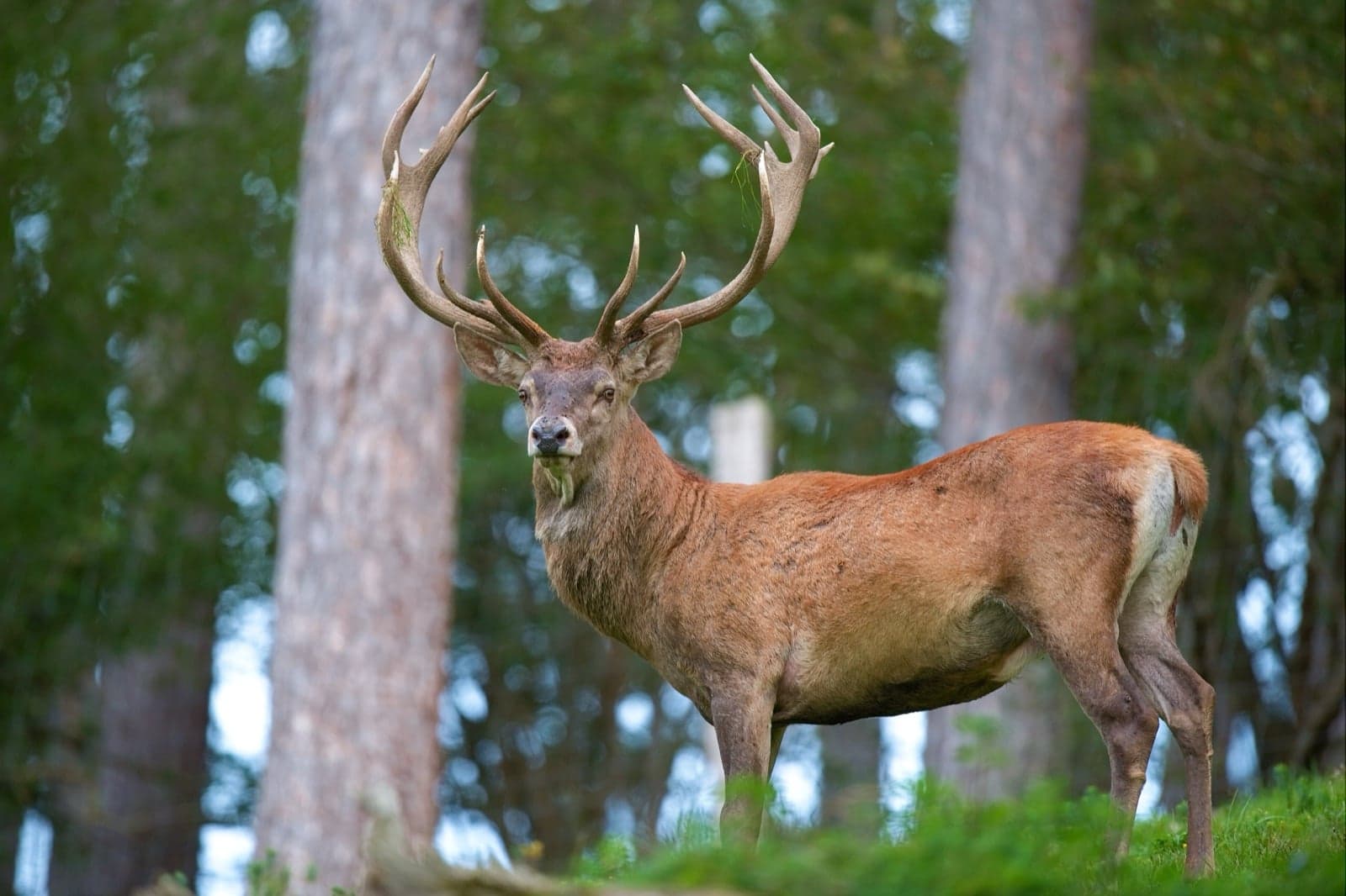 A red deer stag with large antlers standing in a forest