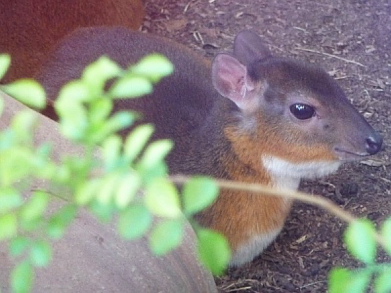 A tiny royal antelope standing on the forest floor