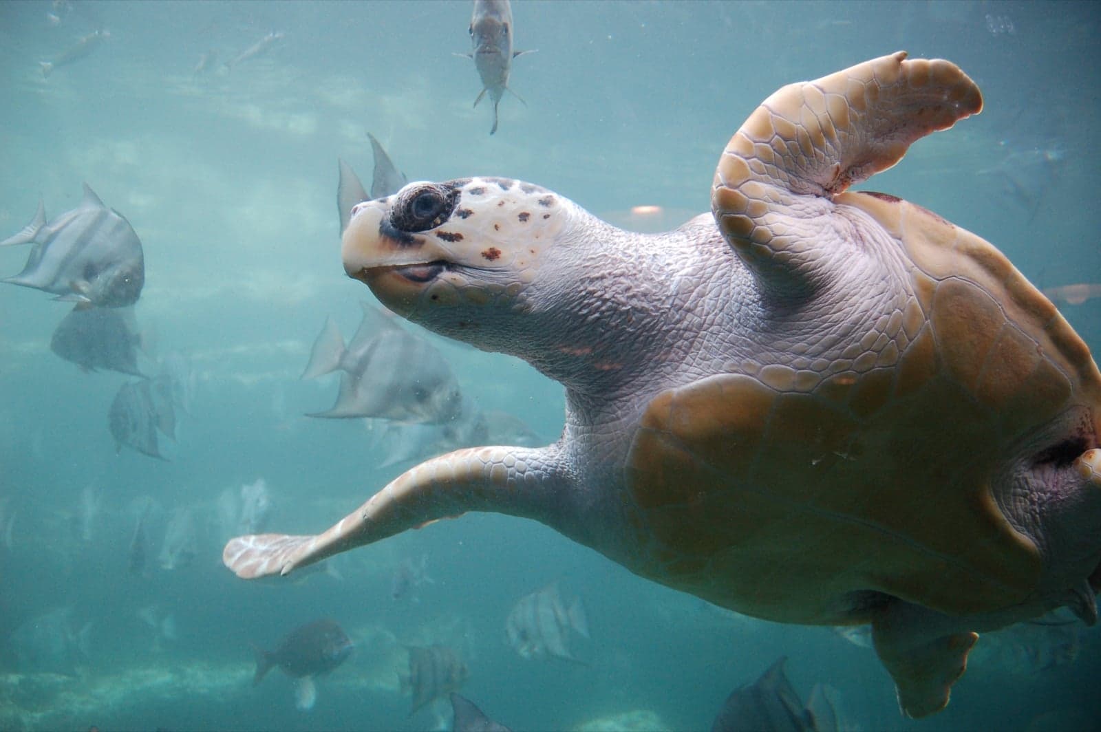 A loggerhead sea turtle swimming in clear blue water