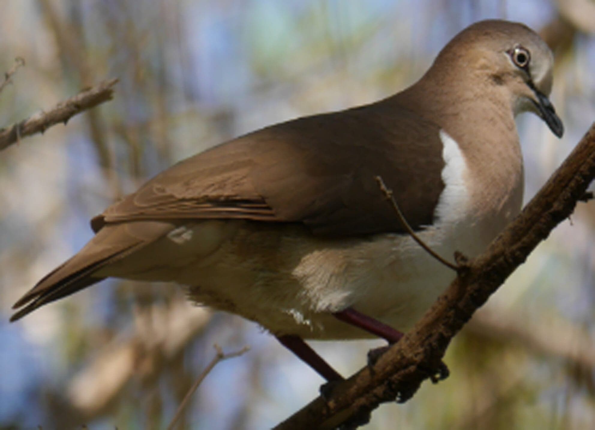 A Grenada dove perched on a branch showing its buff and brown feathers