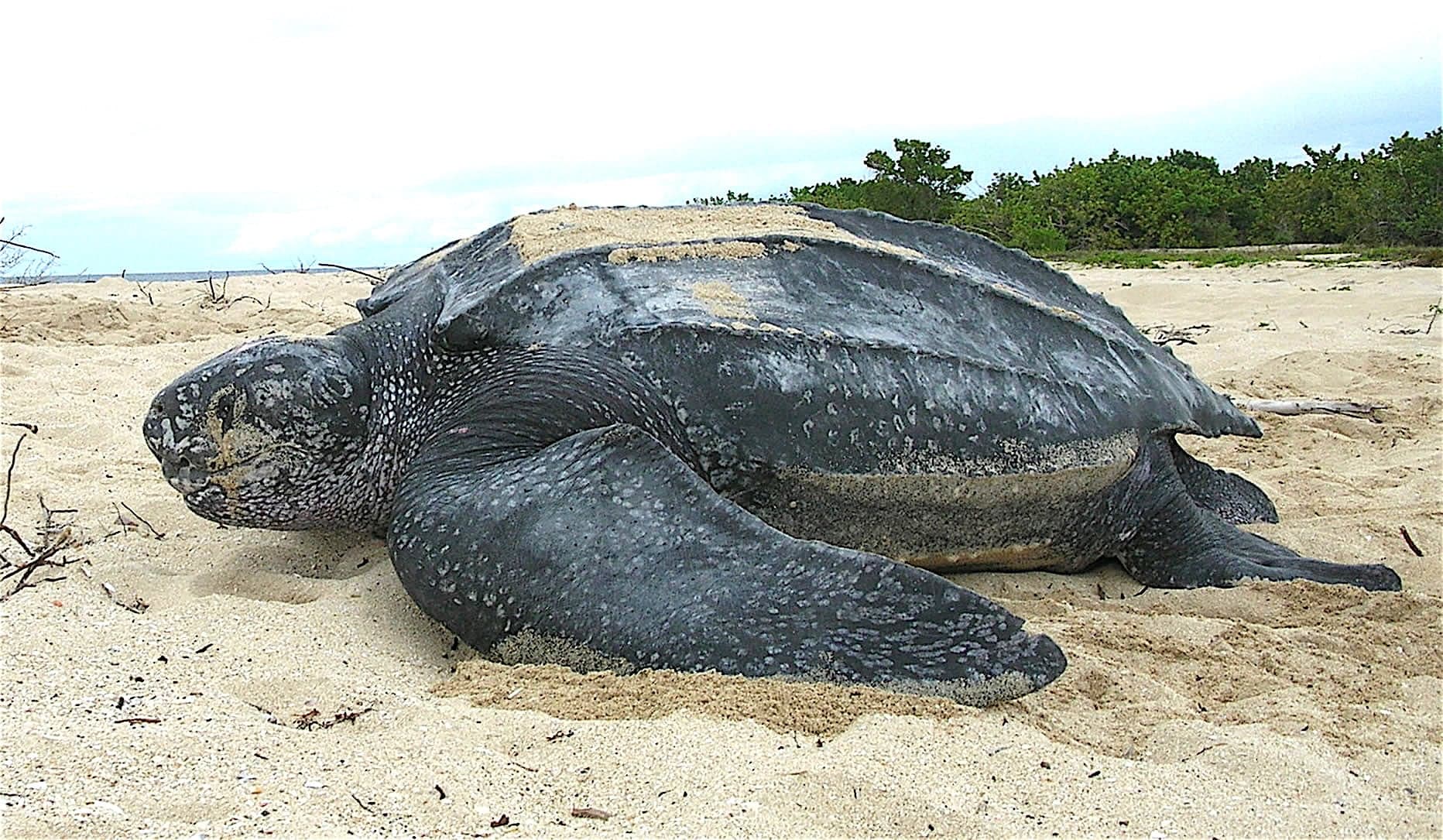 A large leatherback turtle returning to the sea after nesting on a dark Caribbean beach