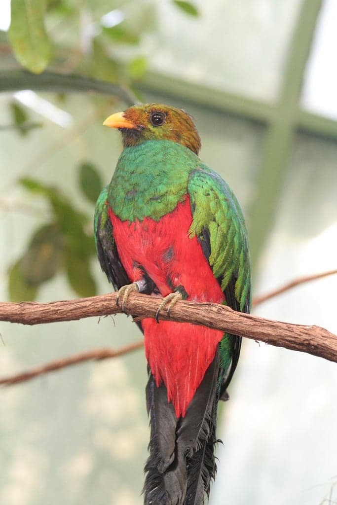 A resplendent quetzal perched on a branch with its long green tail feathers trailing below