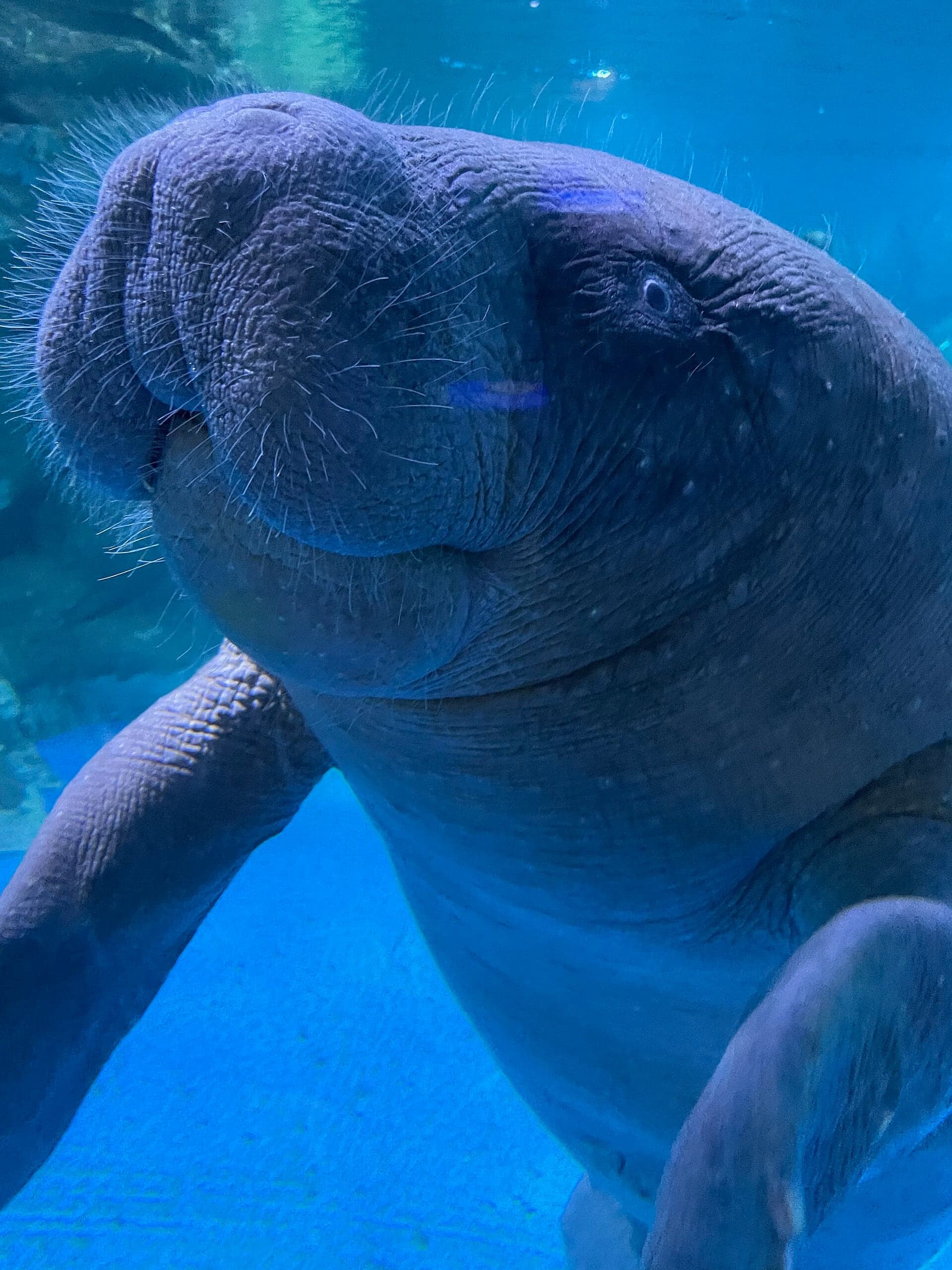 An African manatee floating near the surface in a calm river, surrounded by water plants