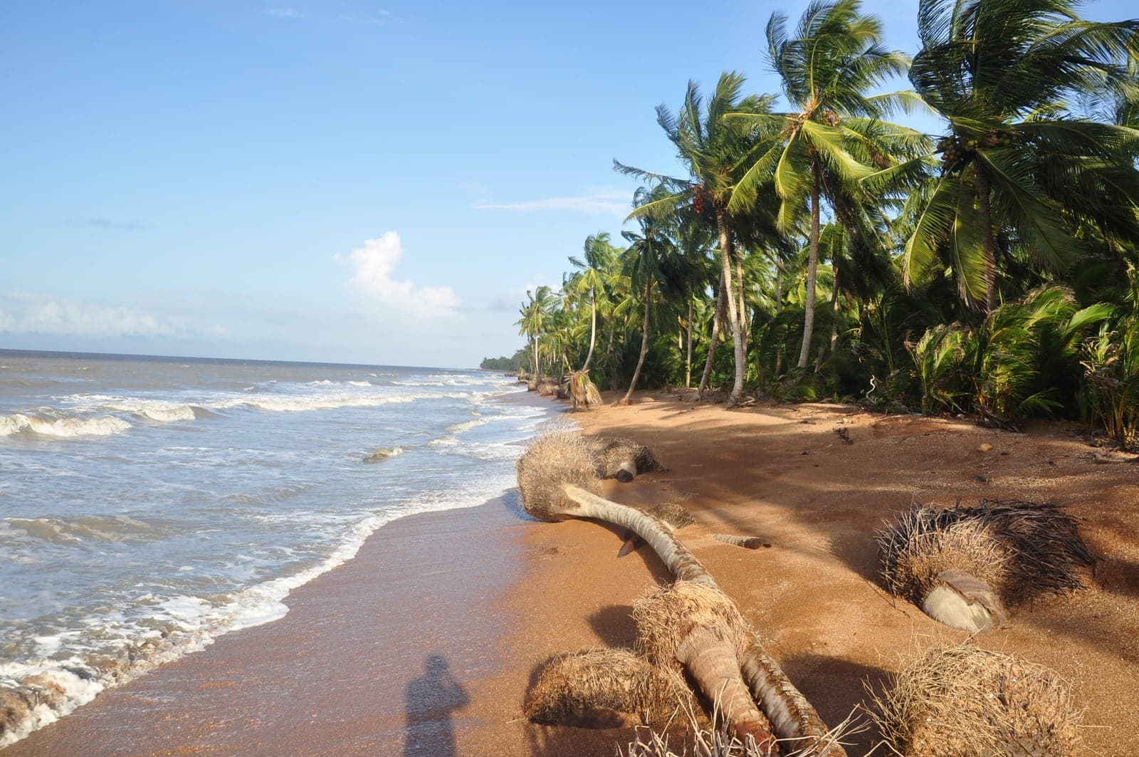 A long deserted beach on the Guyanese Atlantic coast covered in shells