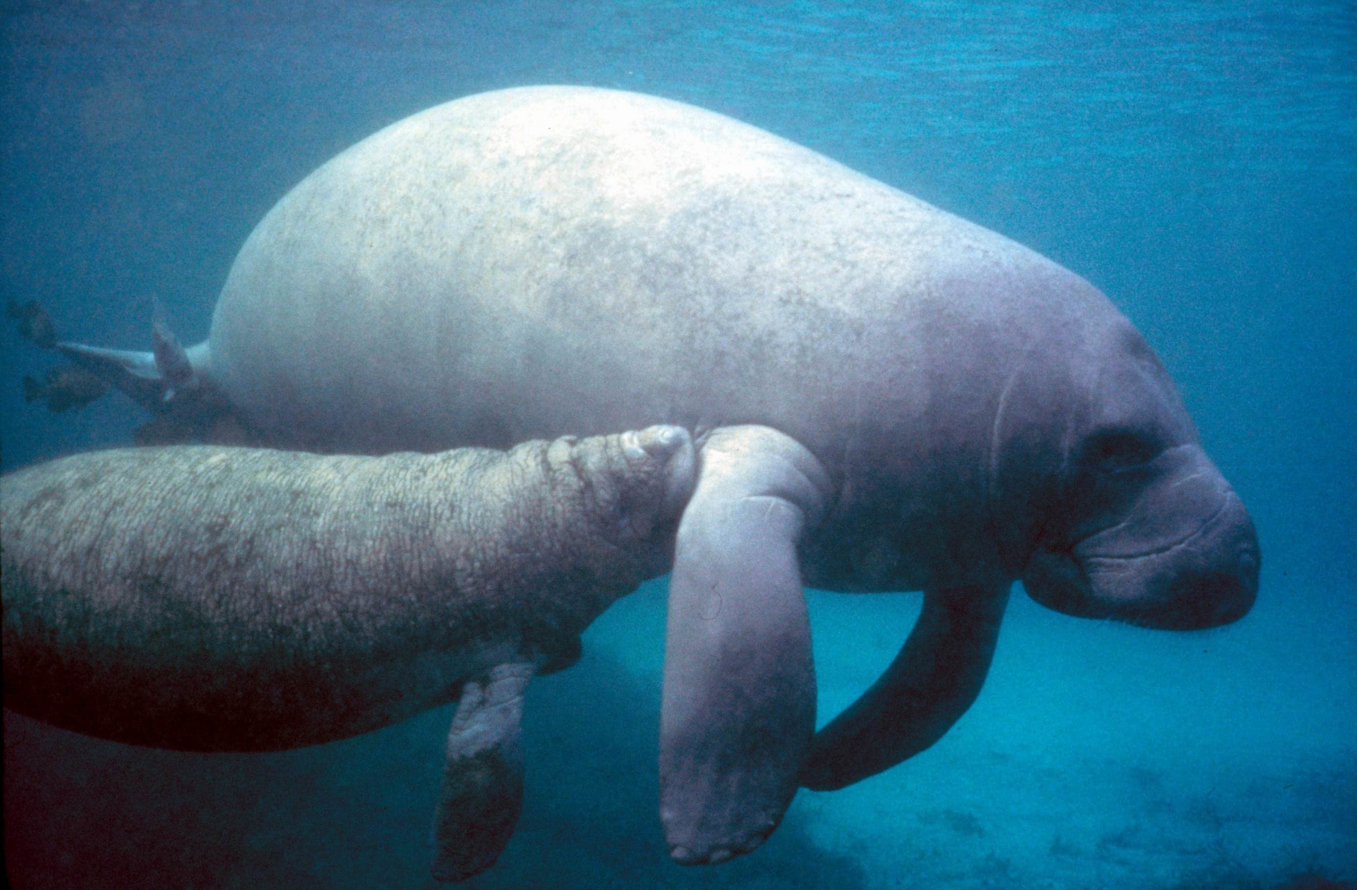 A large manatee gliding slowly through clear turquoise water near the sea floor