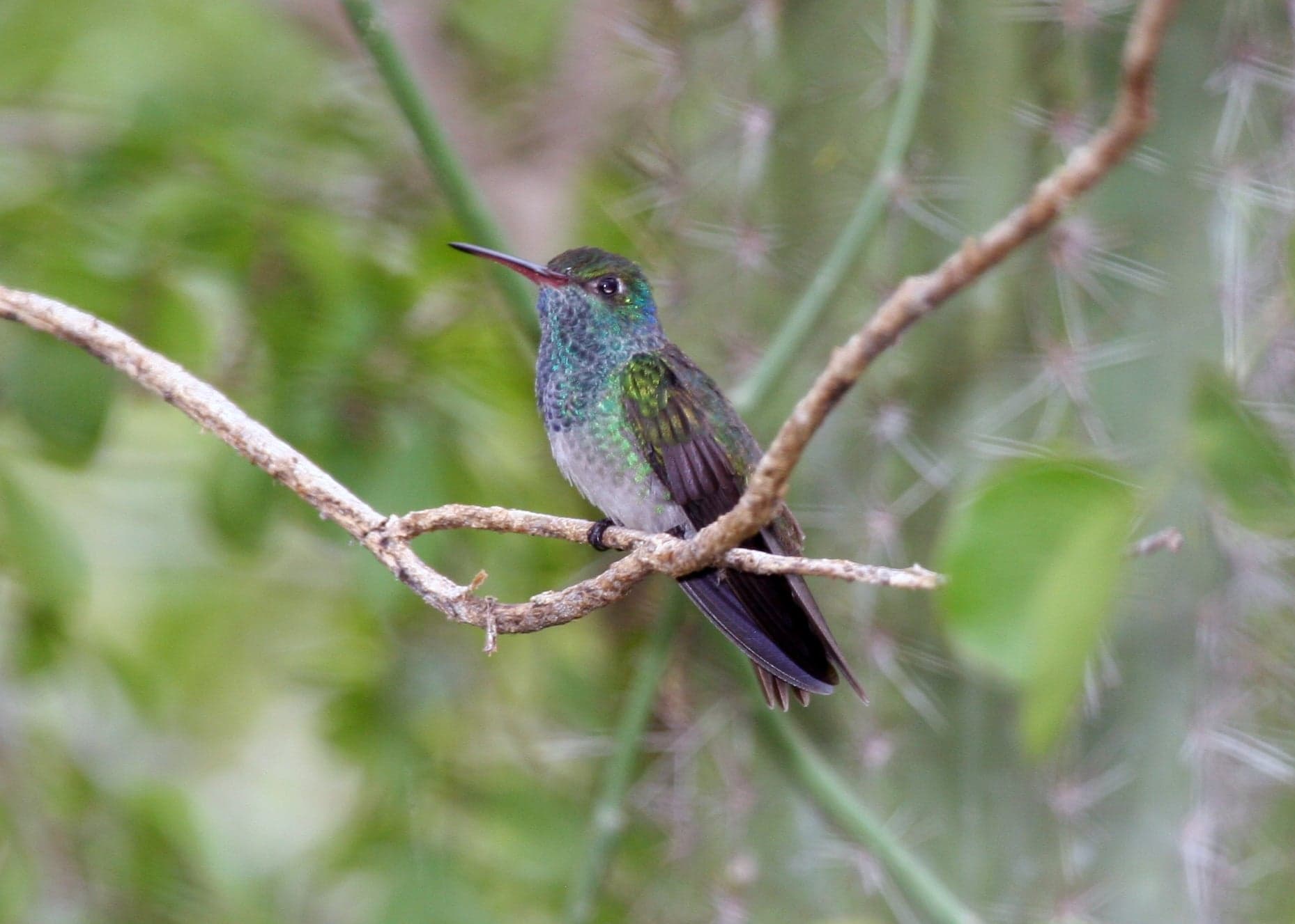 A tiny Honduran emerald hummingbird hovering beside a flower, showing its iridescent green plumage