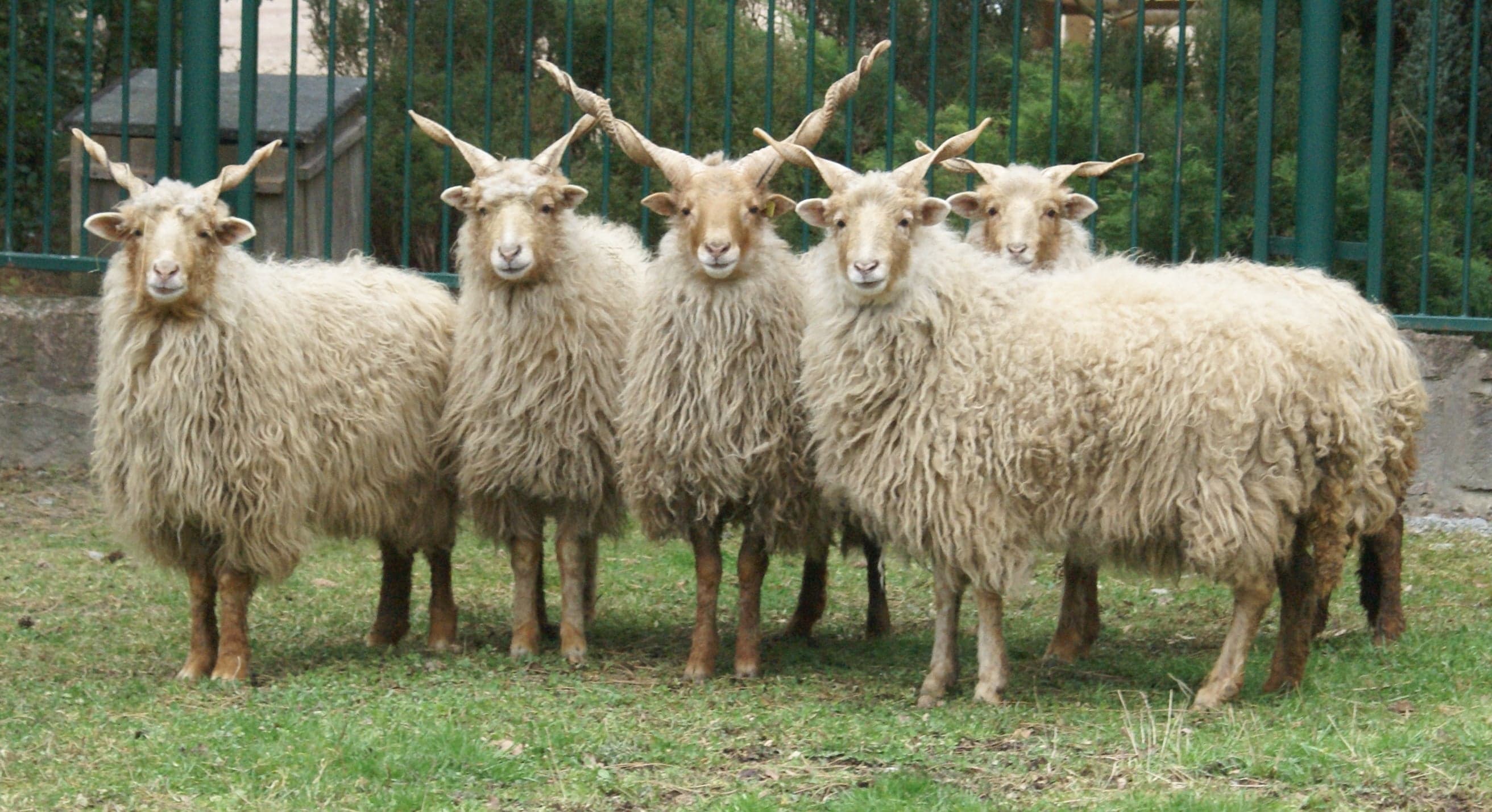 A racka sheep with long spiral twisted horns standing in a sunny field