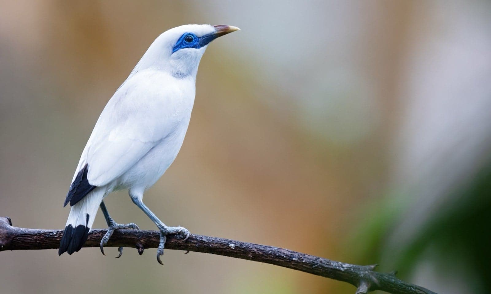 A pure white Bali starling perched on a branch, with bright blue markings around its eyes
