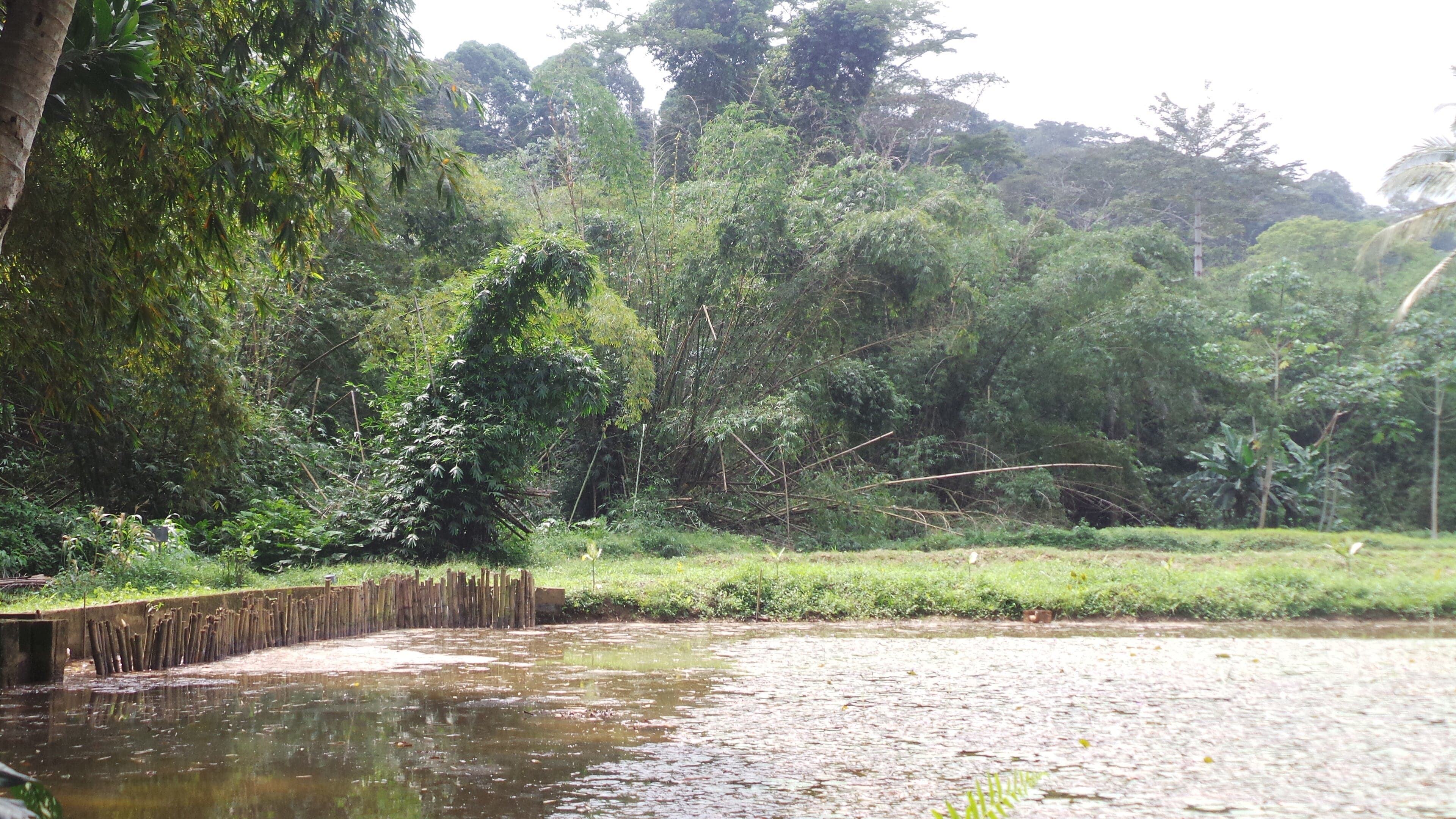 Green forest canopy of Banco National Park with the Abidjan skyline visible beyond the trees